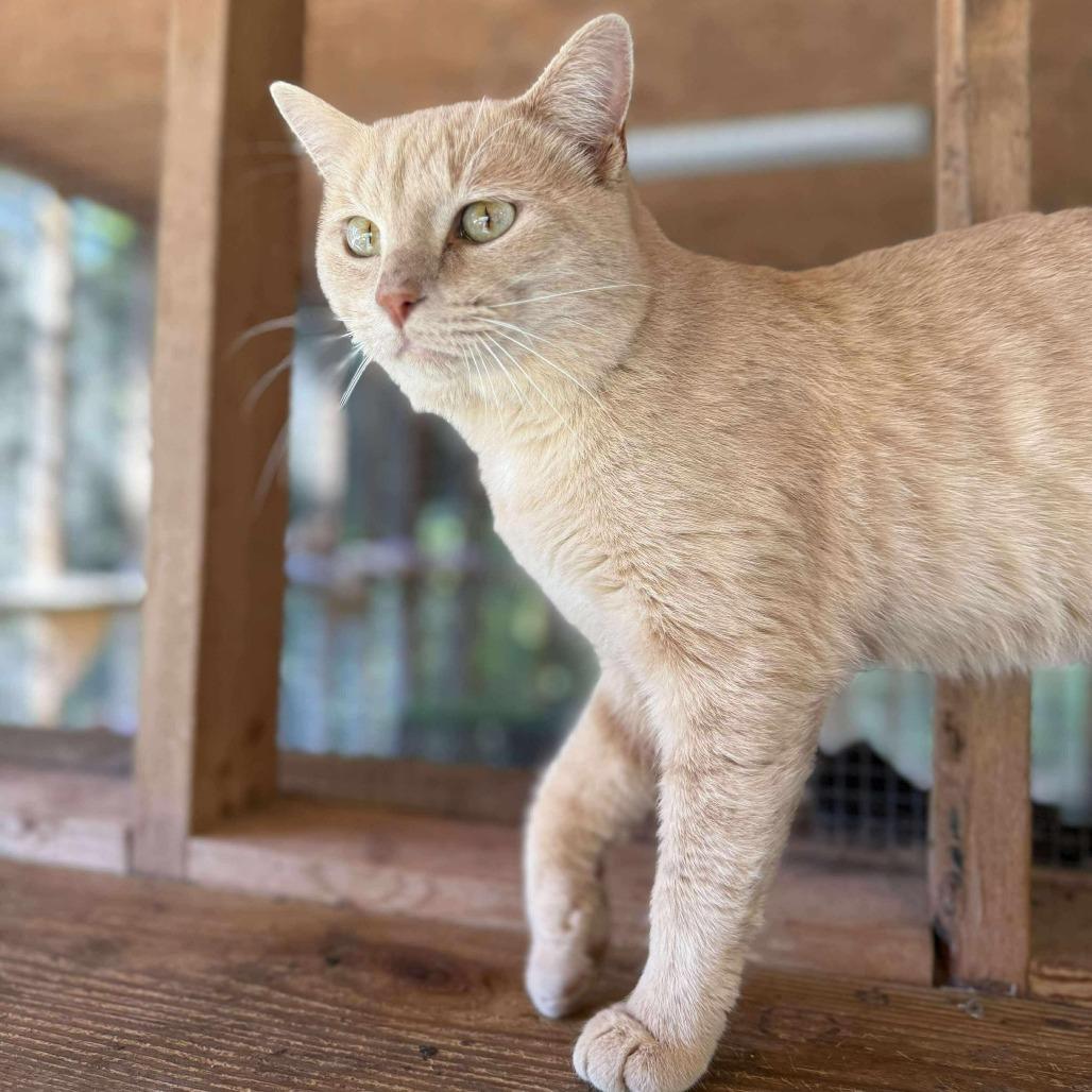 Enlarge Mika, a Adoptable Domestic Short Hair in Talbott, TN image 5/5