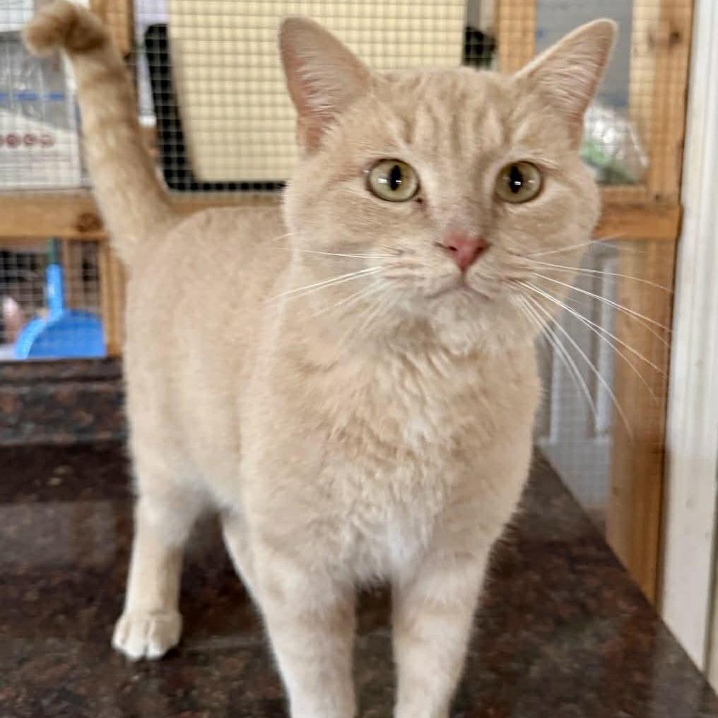Enlarge Mika, a Adoptable Domestic Short Hair in Talbott, TN image 1/5