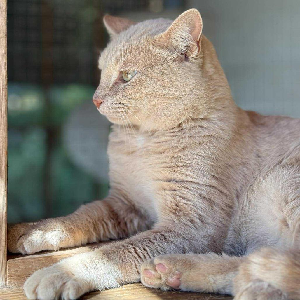 Enlarge Mika, a Adoptable Domestic Short Hair in Talbott, TN image 2/5