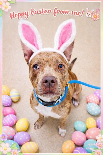 REESIE, Adoptable, Adult Female Pit Bull Terrier & Mixed Breed.