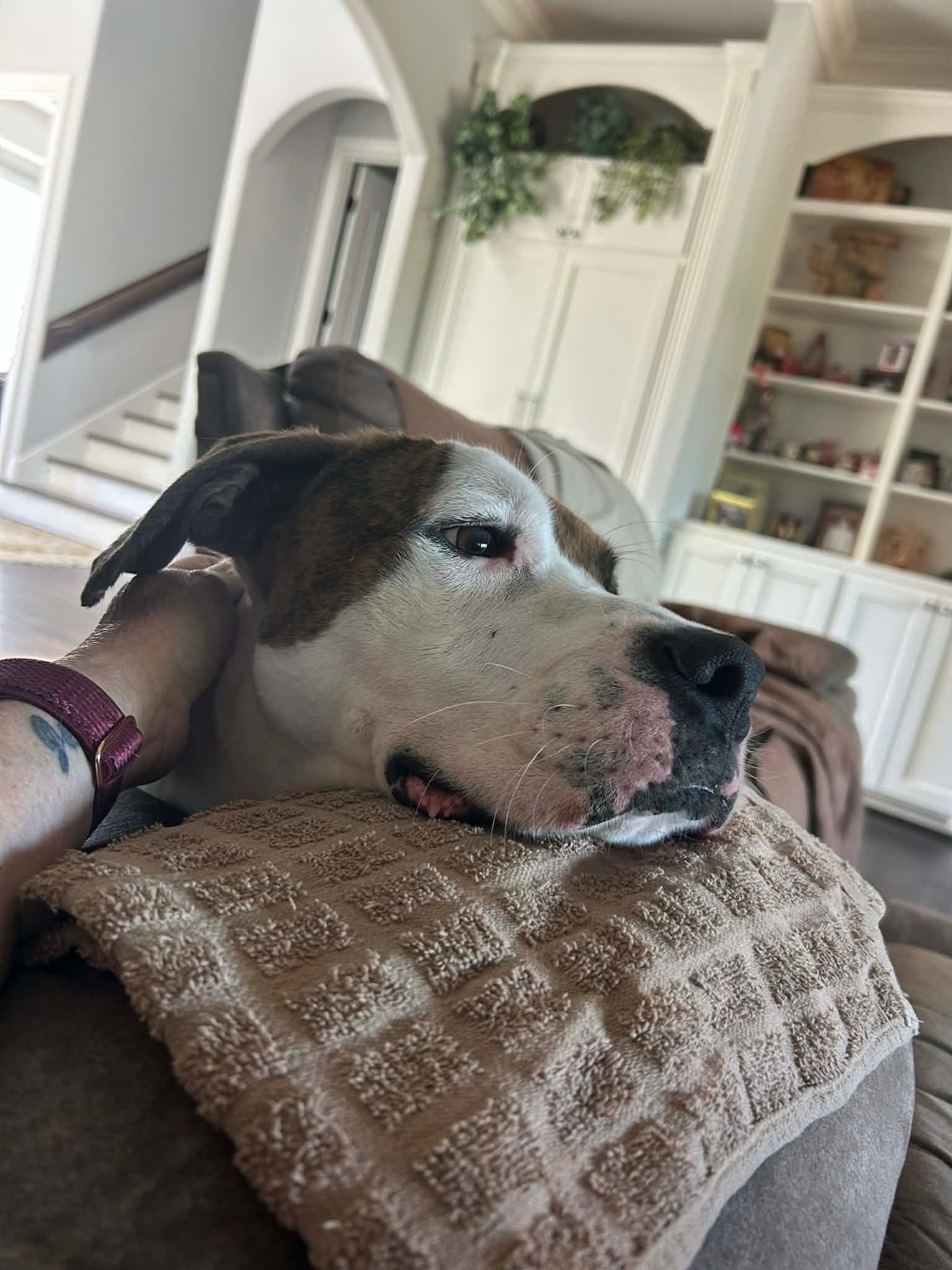Enlarge Koda (friendly, great with kids, house trained, gentle, playful, walks great on a leash), a Adoptable mixed breed in Council Bluffs, IA image 2/6