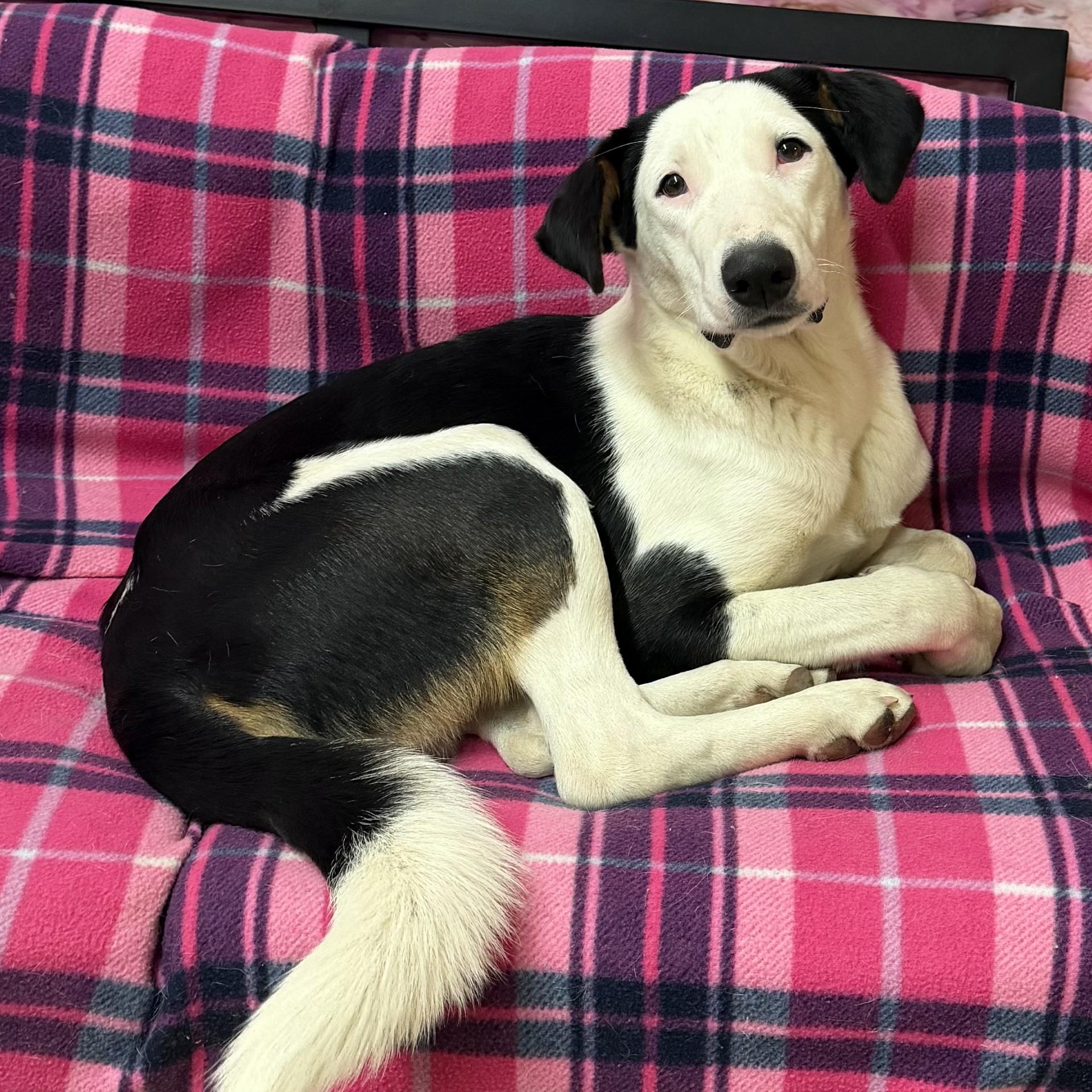 Laken, ADOPTABLE, Young Male Border Collie & Catahoula Leopard Dog.