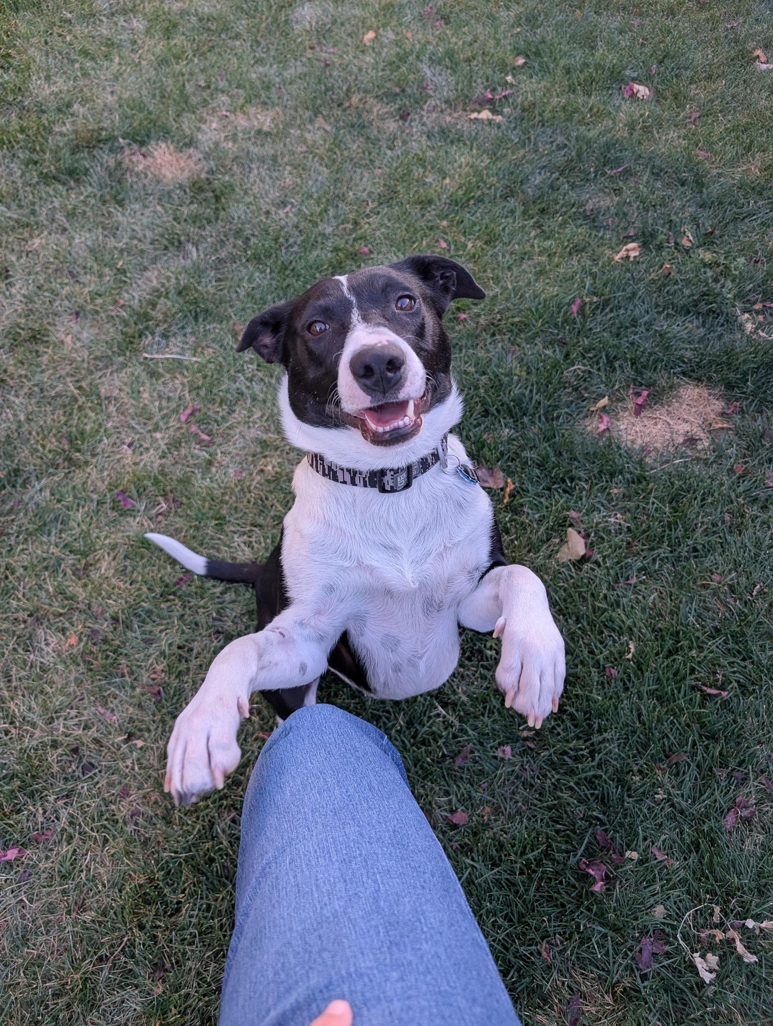Enlarge Cami - sweet, snuggly Border Collie, a Adoptable Border Collie in Boulder, CO image 1/4