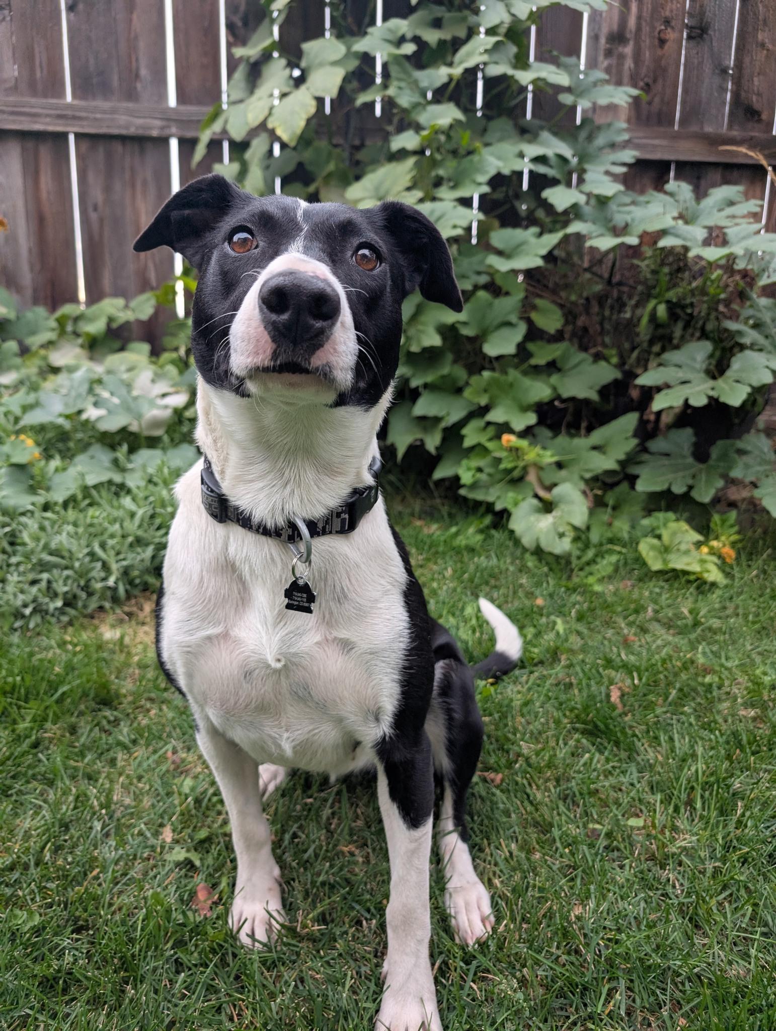 Enlarge Cami - sweet, snuggly Border Collie, a Adoptable Border Collie in Boulder, CO image 2/4