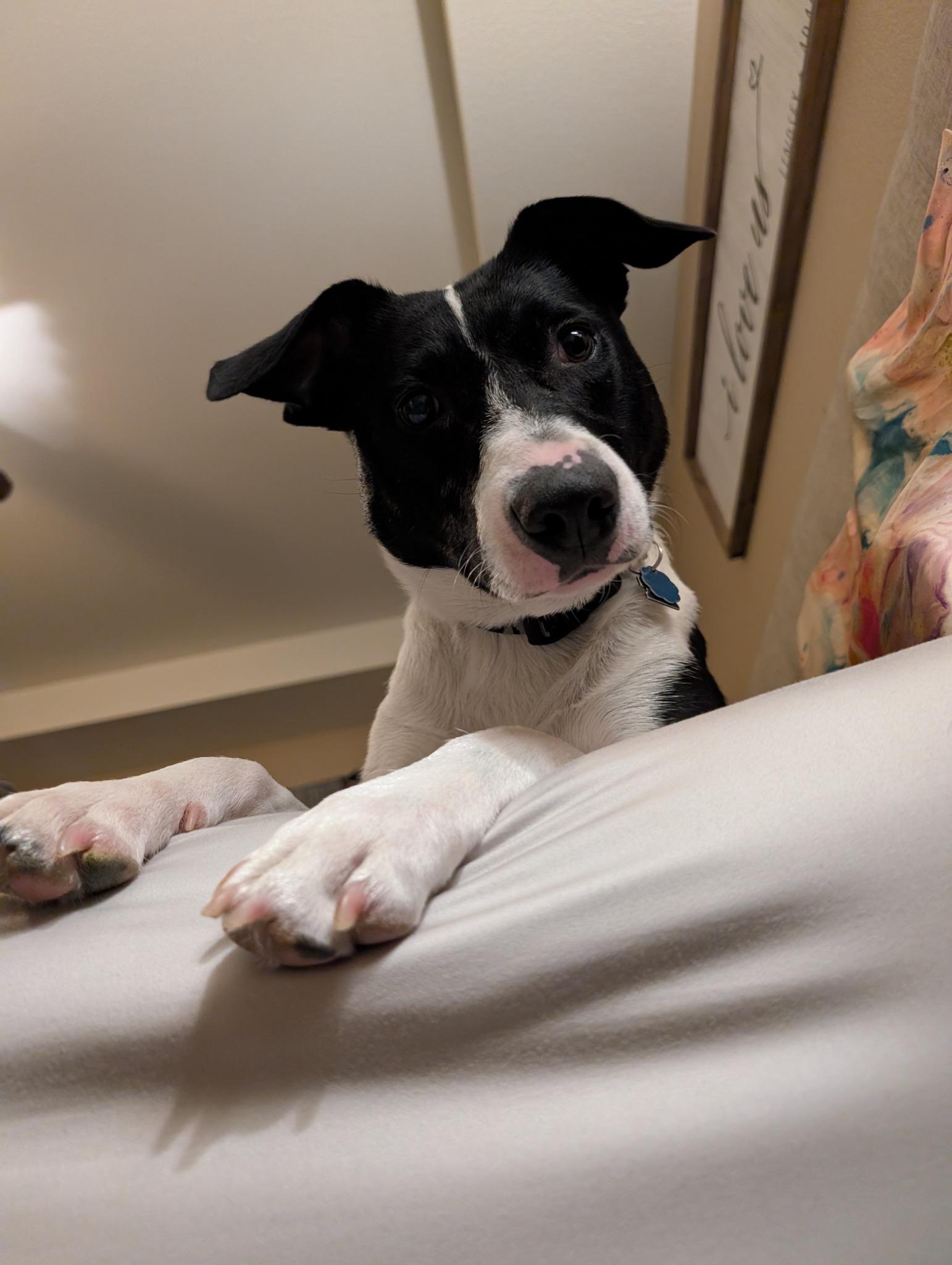 Enlarge Cami - sweet, snuggly Border Collie, a Adoptable Border Collie in Boulder, CO image 3/4