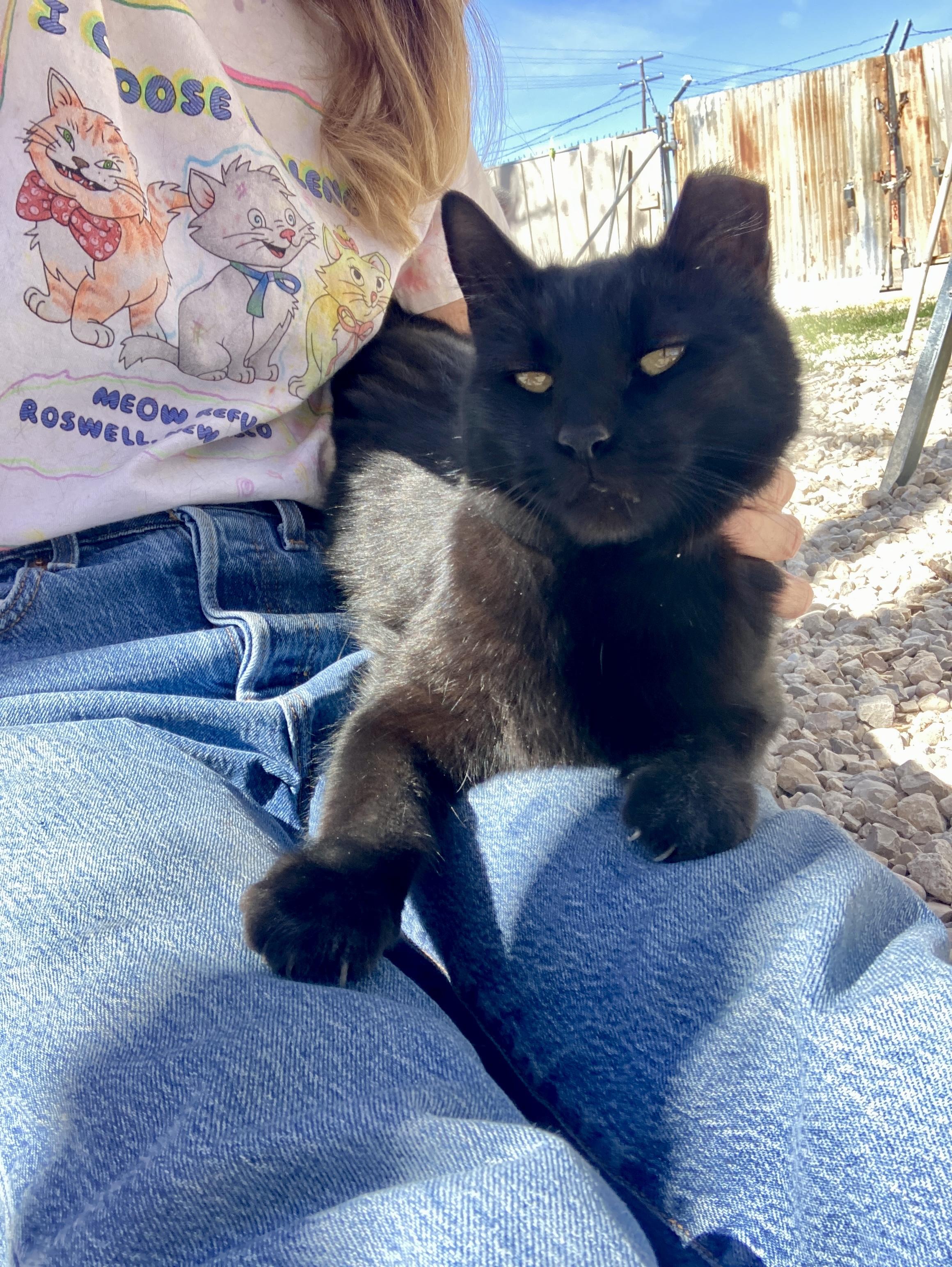 Enlarge Salem, an adopted Domestic Short Hair in Roswell, NM image 2/2