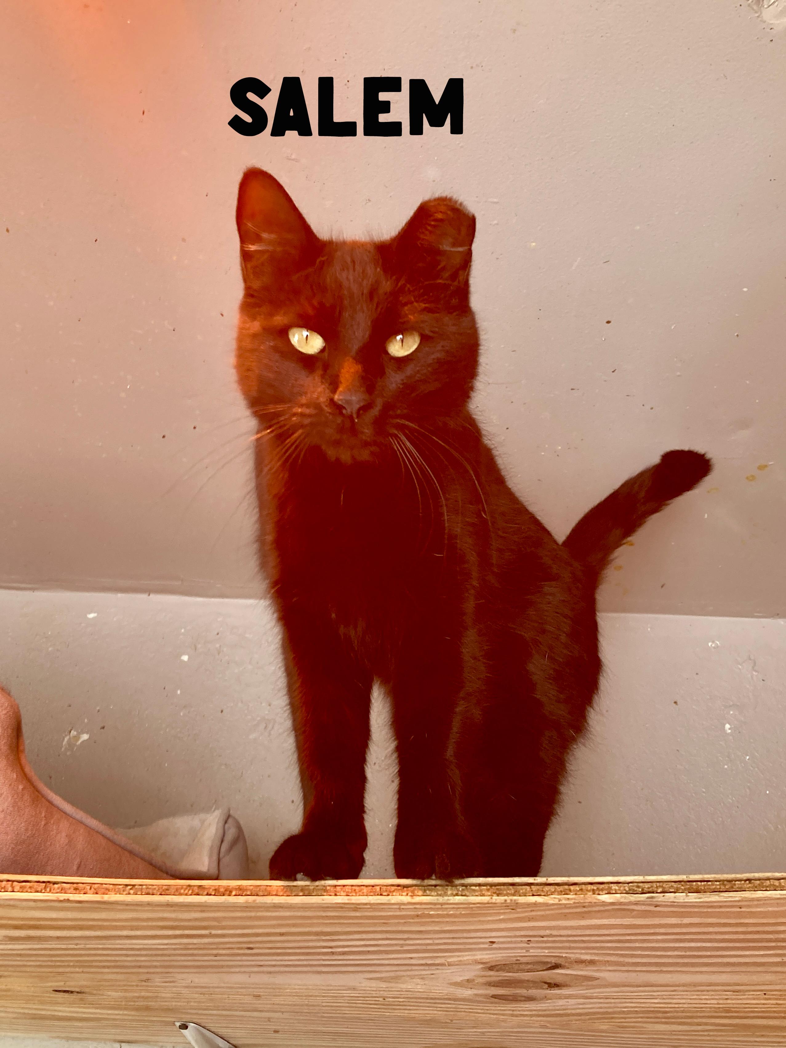 Enlarge Salem, an adopted Domestic Short Hair in Roswell, NM image 1/2