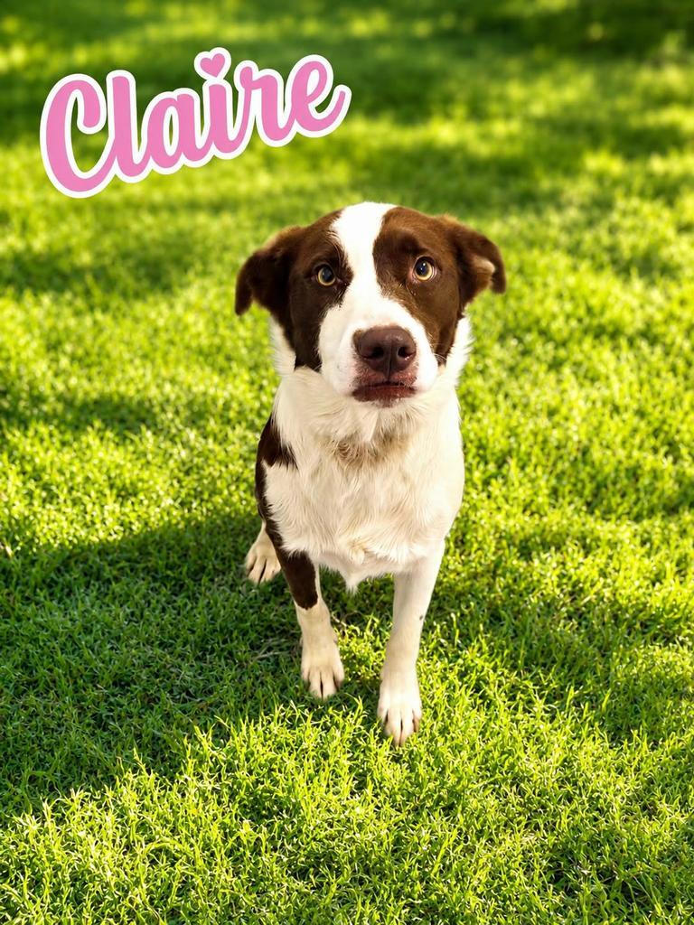 Claire, a Adoptable mixed breed in Livingston, LA image 2/2