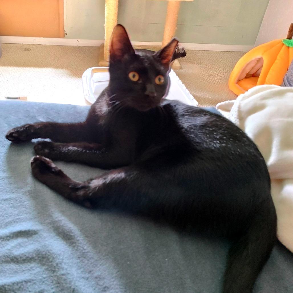 Enlarge Sonny, a Adoptable Domestic Short Hair in Green Bay, WI image 1/4