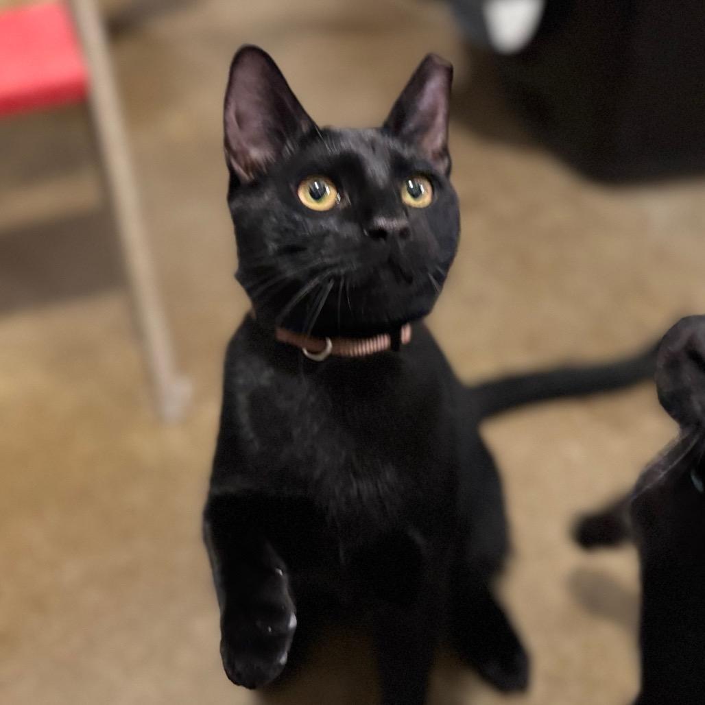 Enlarge Sonny, a Adoptable Domestic Short Hair in Green Bay, WI image 2/4