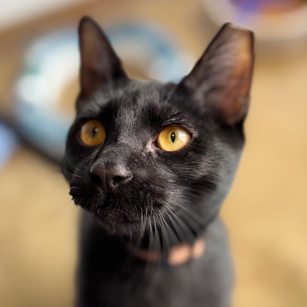 Enlarge Sonny, a Adoptable Domestic Short Hair in Green Bay, WI image 3/4