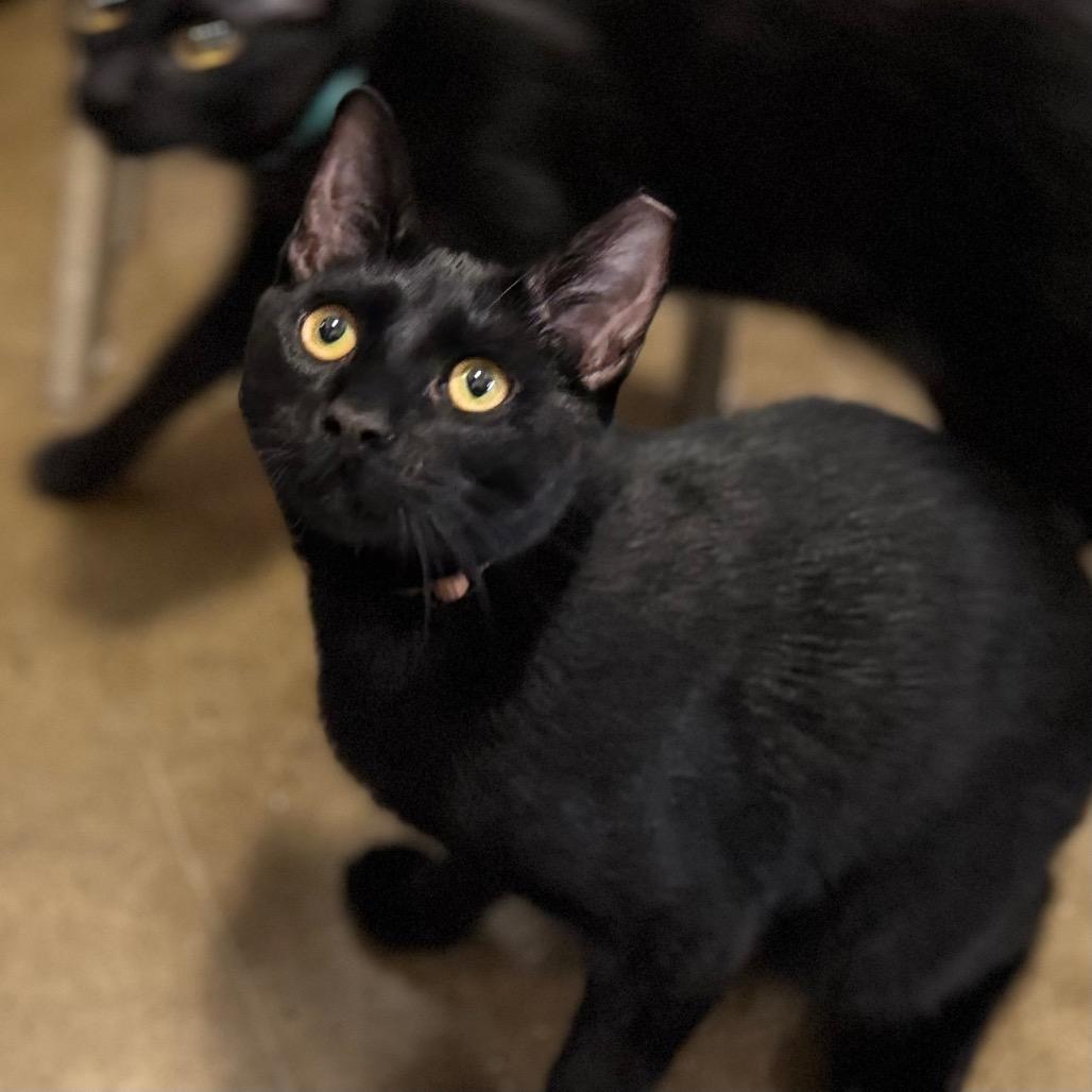 Enlarge Sonny, a Adoptable Domestic Short Hair in Green Bay, WI image 4/4