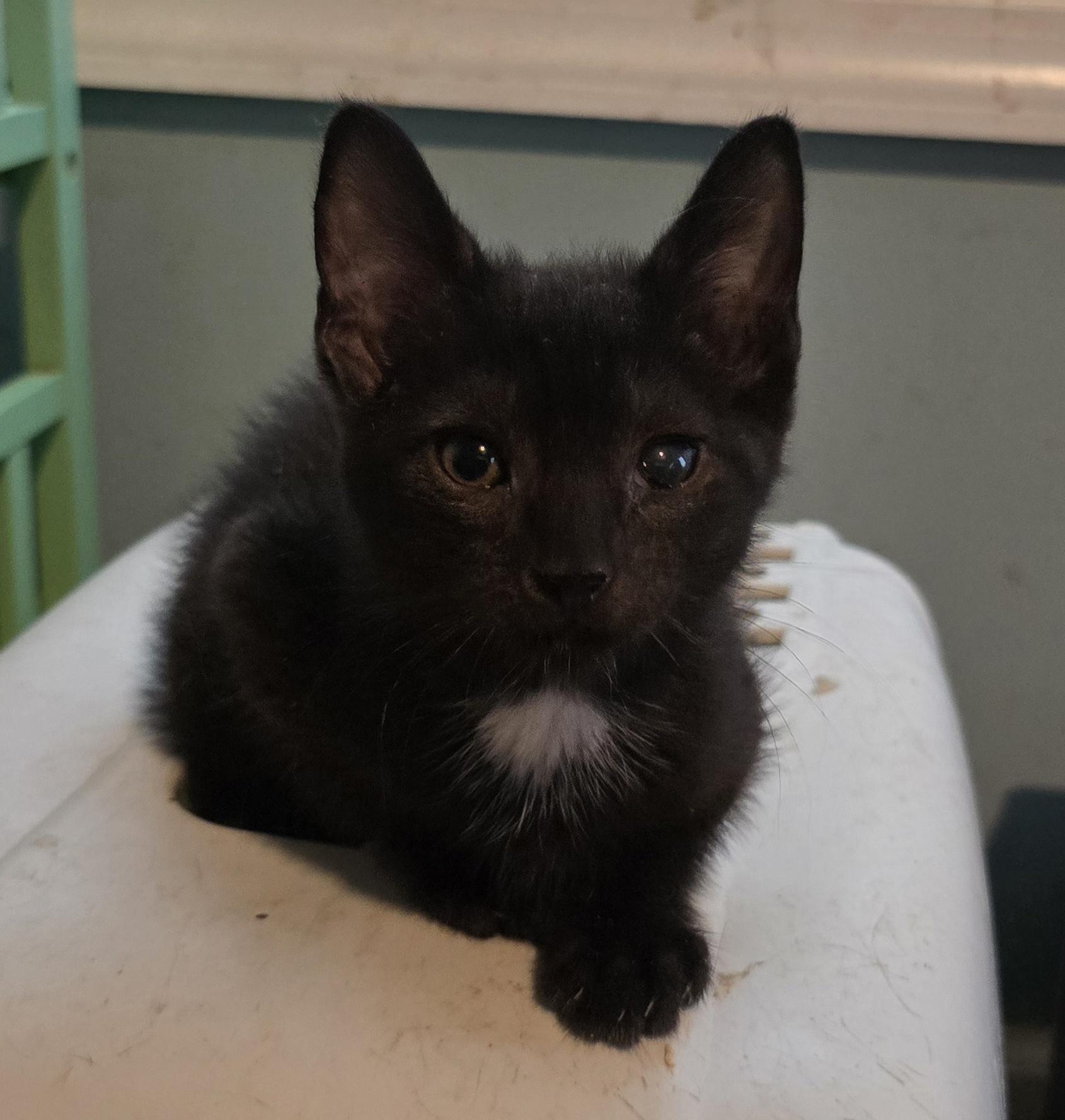 Enlarge Abel, a Adoptable Domestic Short Hair in Perth Amboy , NJ image 1/1