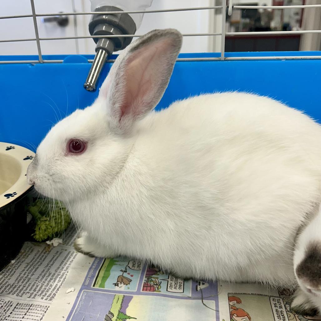 Hibiscus, Adoptable, Baby Male American.