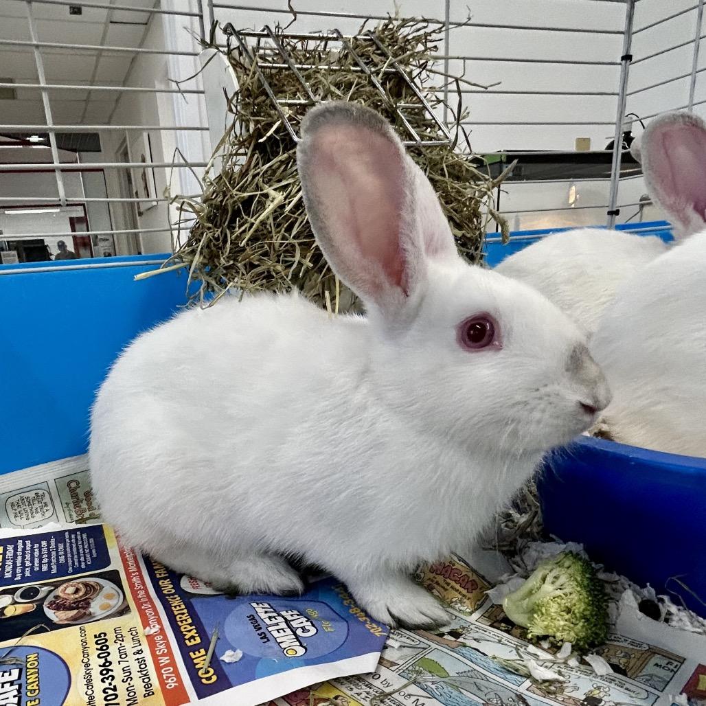 Hibiscus, a Adoptable American in Henderson, NV image 2/2
