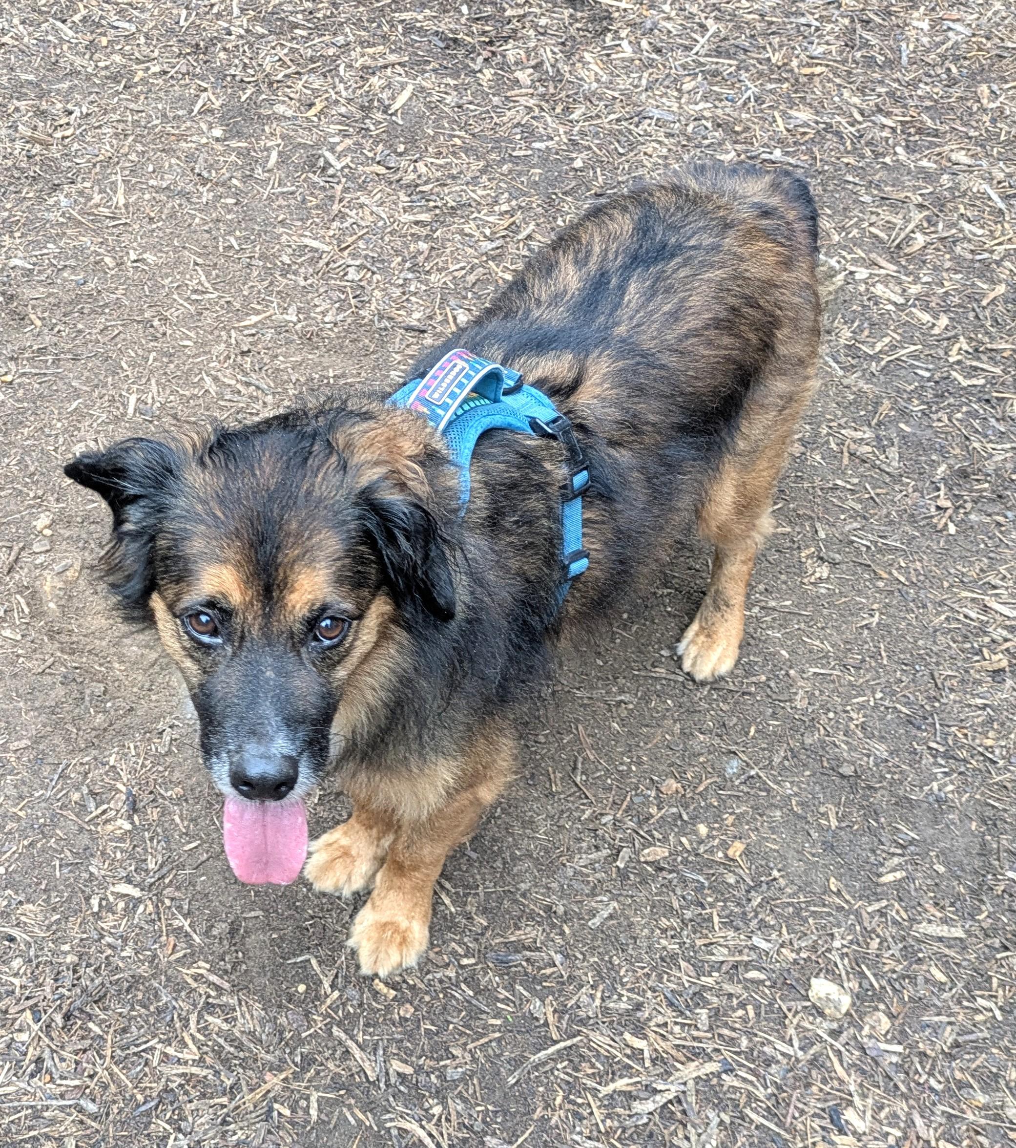 Fred-Available (Courtesy Post) contact lharinfo@gmail.com for information