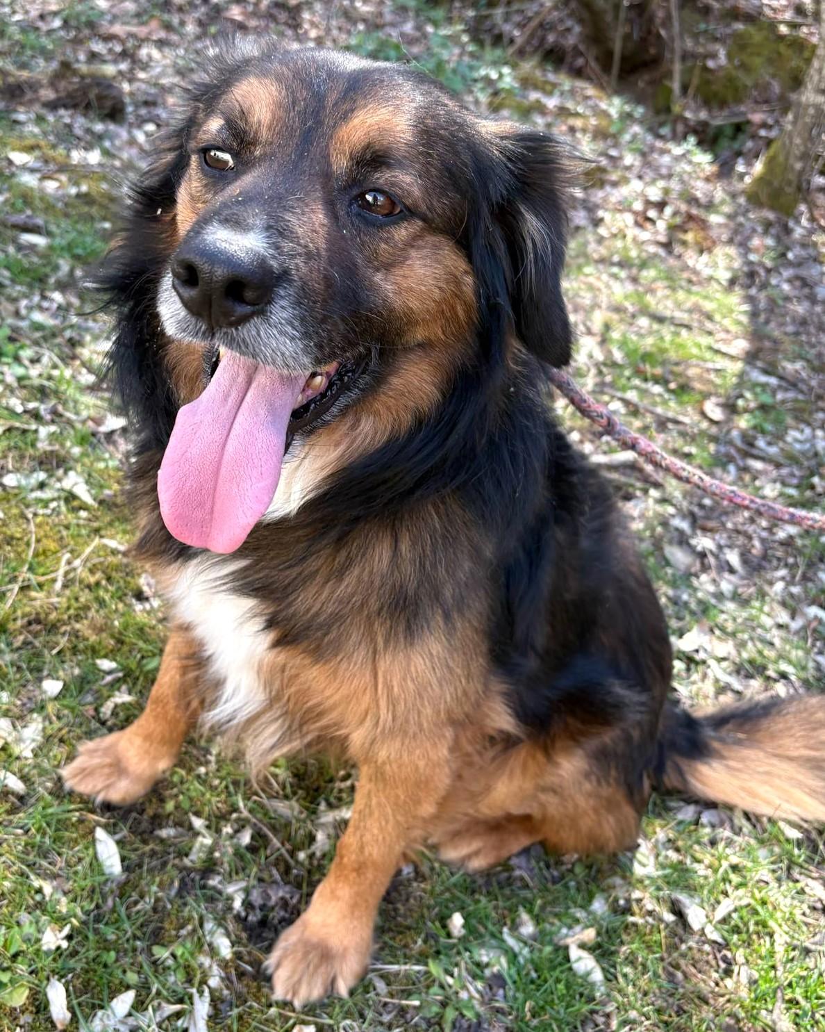 Fred-Available (Courtesy Post) contact lharinfo@gmail.com for information