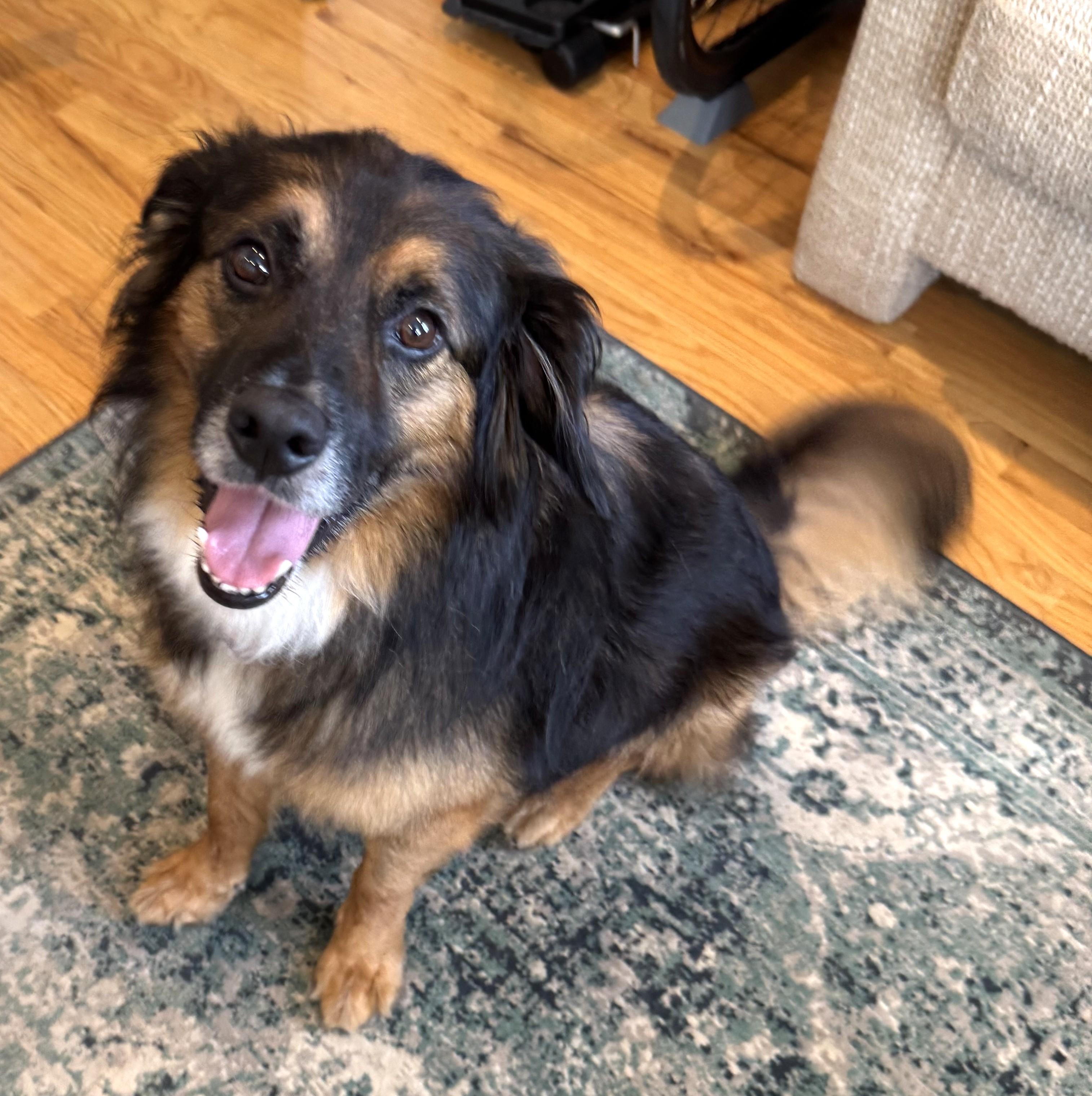 Fred-Available (Courtesy Post) contact lharinfo@gmail.com for information