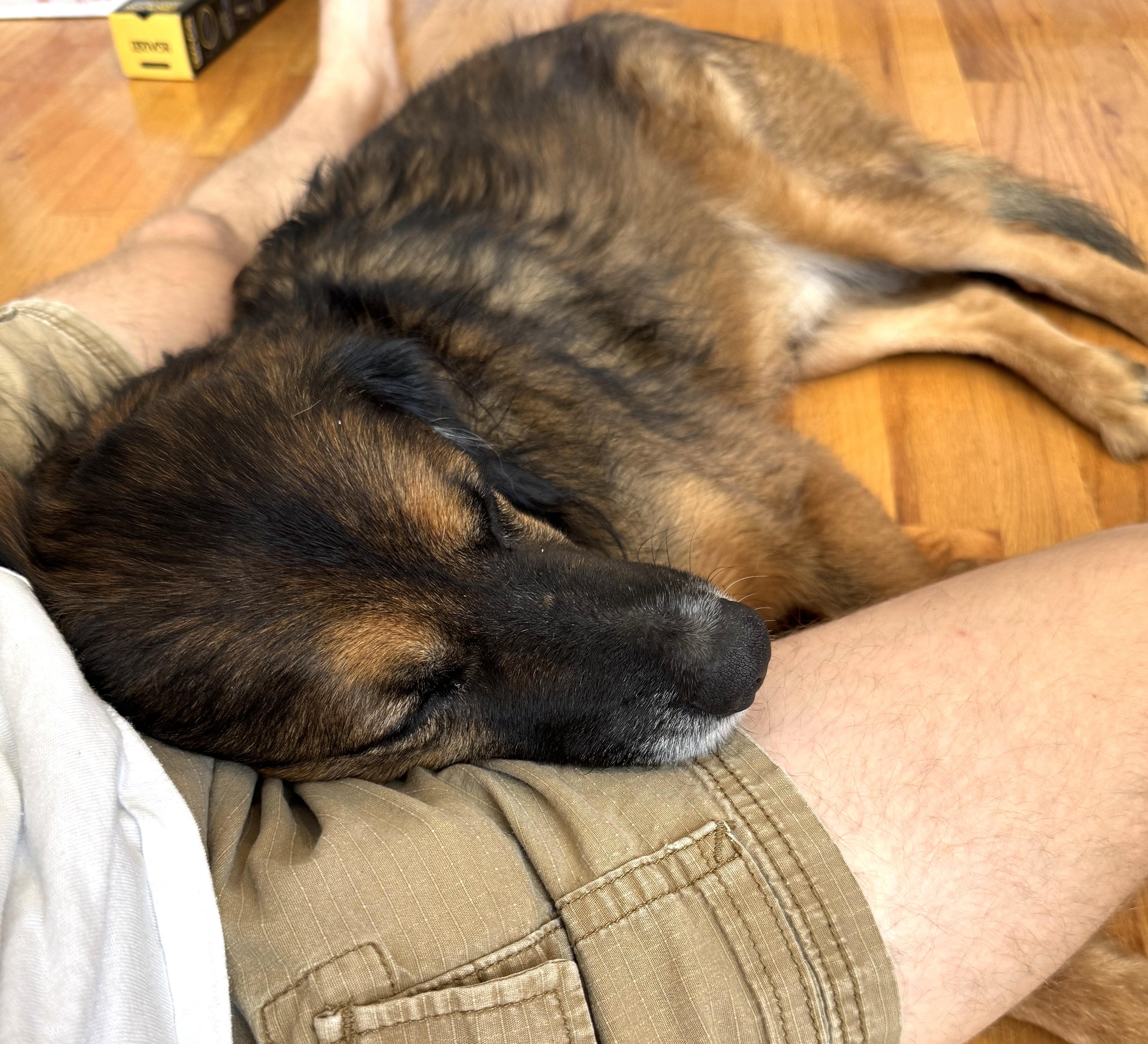 Fred-Available (Courtesy Post) contact lharinfo@gmail.com for information