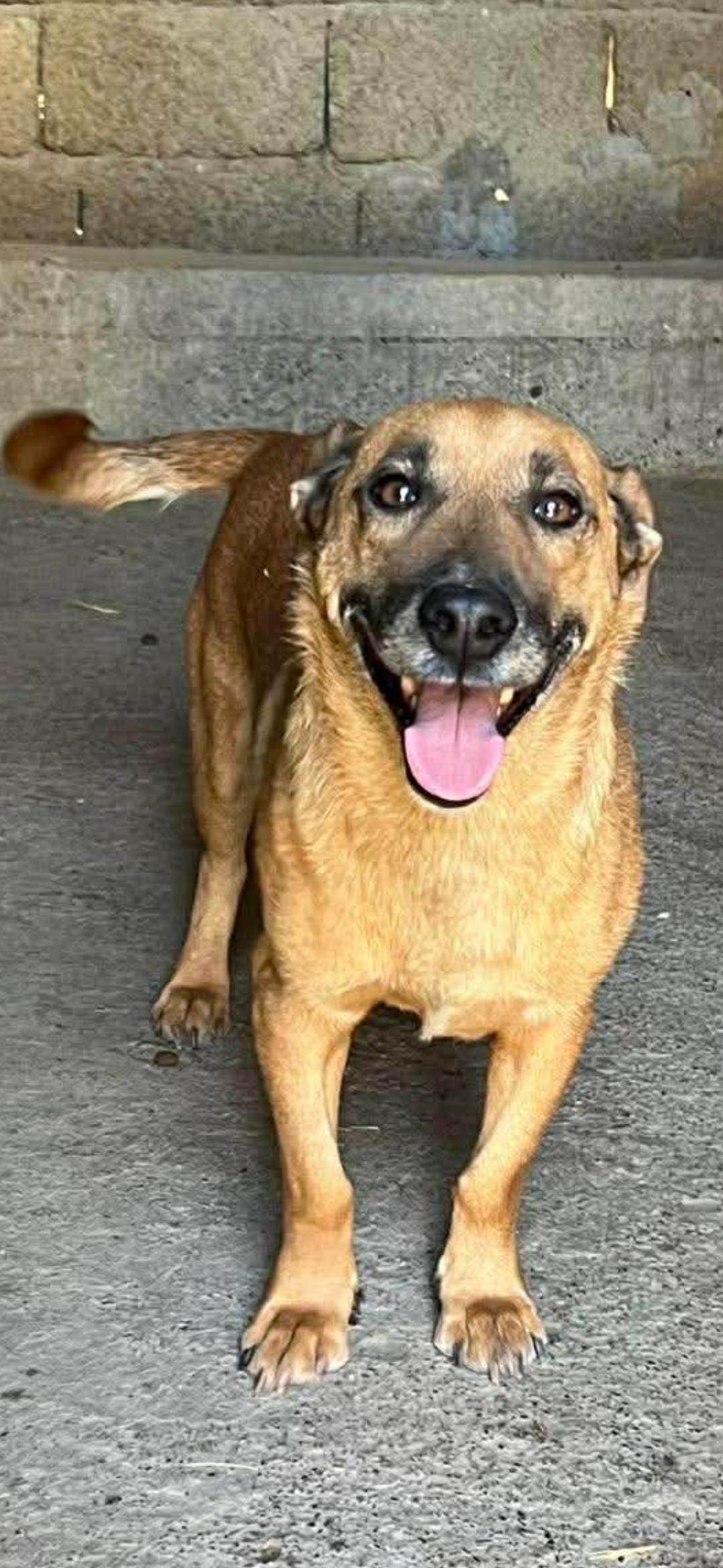 Enlarge Brick, an adopted mixed breed in New York, NY image 3/3