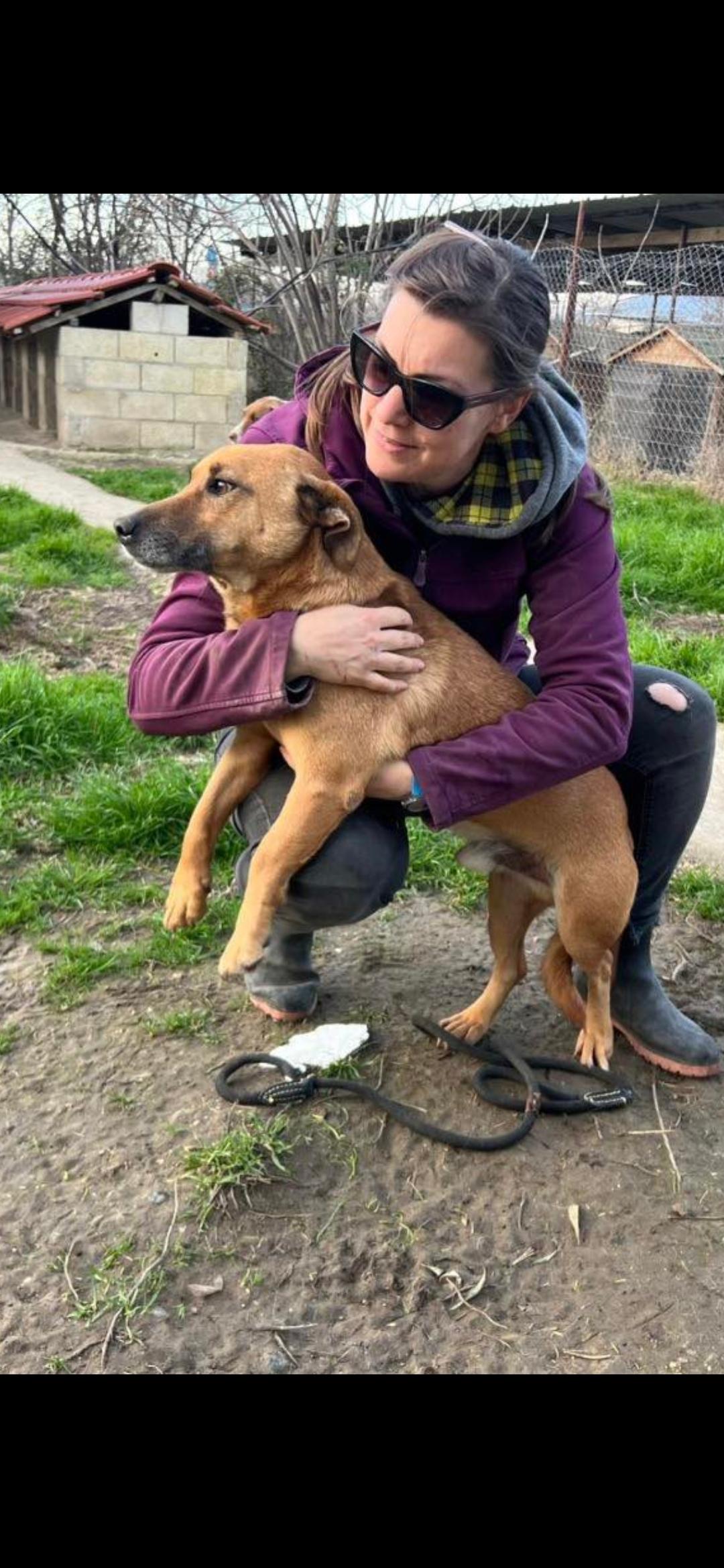Enlarge Brick, an adopted mixed breed in New York, NY image 2/3