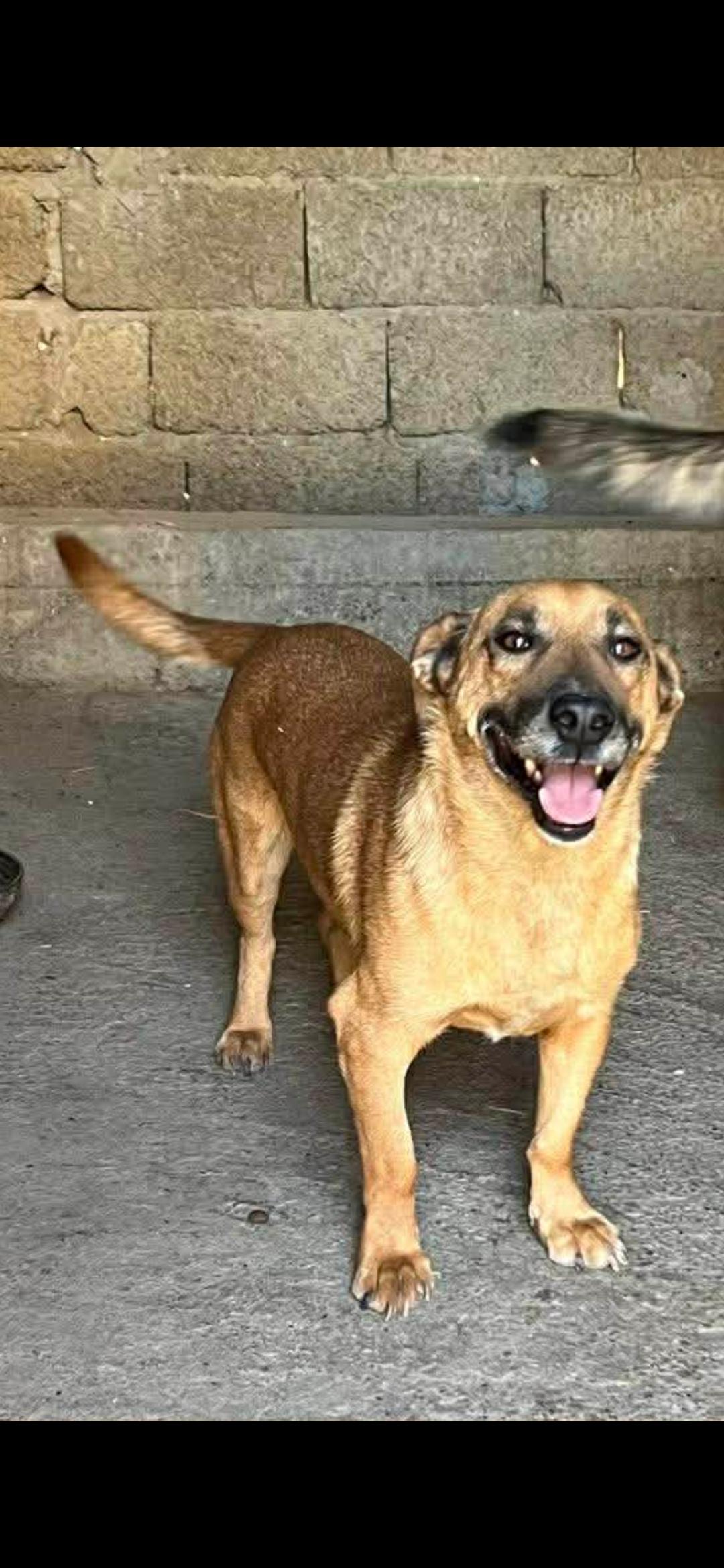 Enlarge Brick, an adopted mixed breed in New York, NY image 1/3