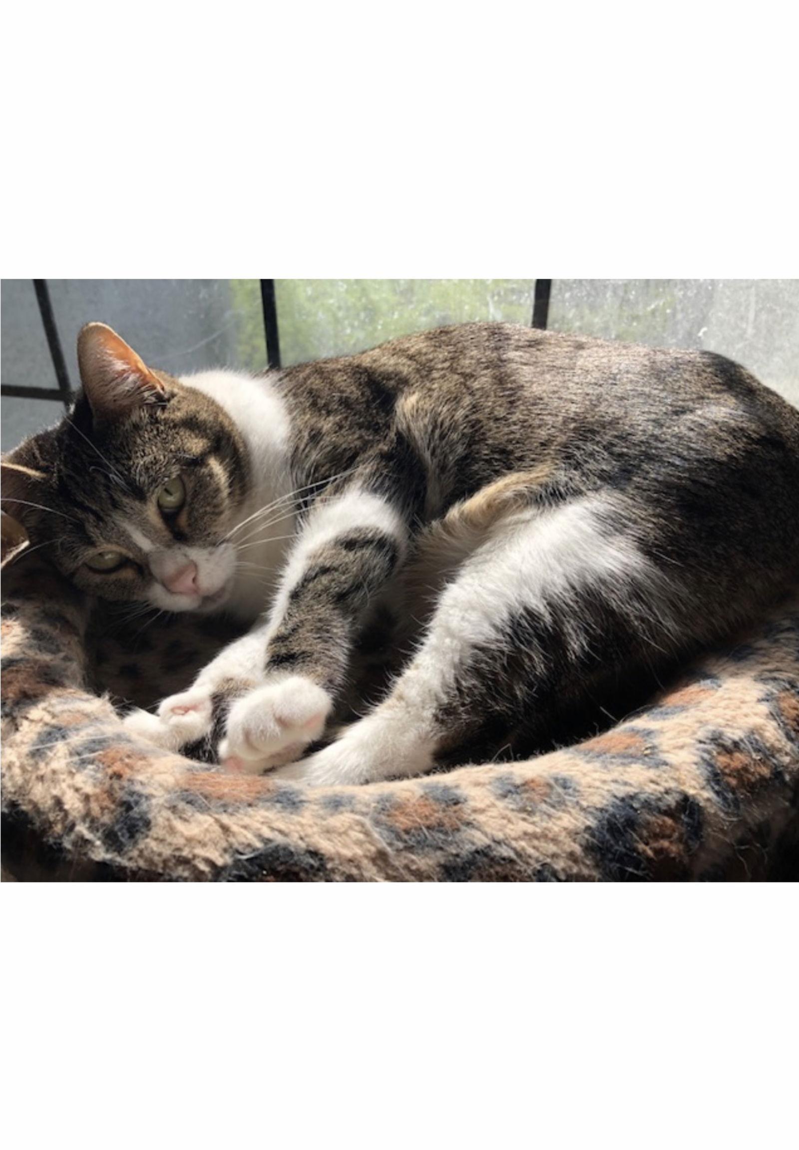 Mattie - Courtesy Post, Adoptable, Adult Female Tabby & Domestic Short Hair.