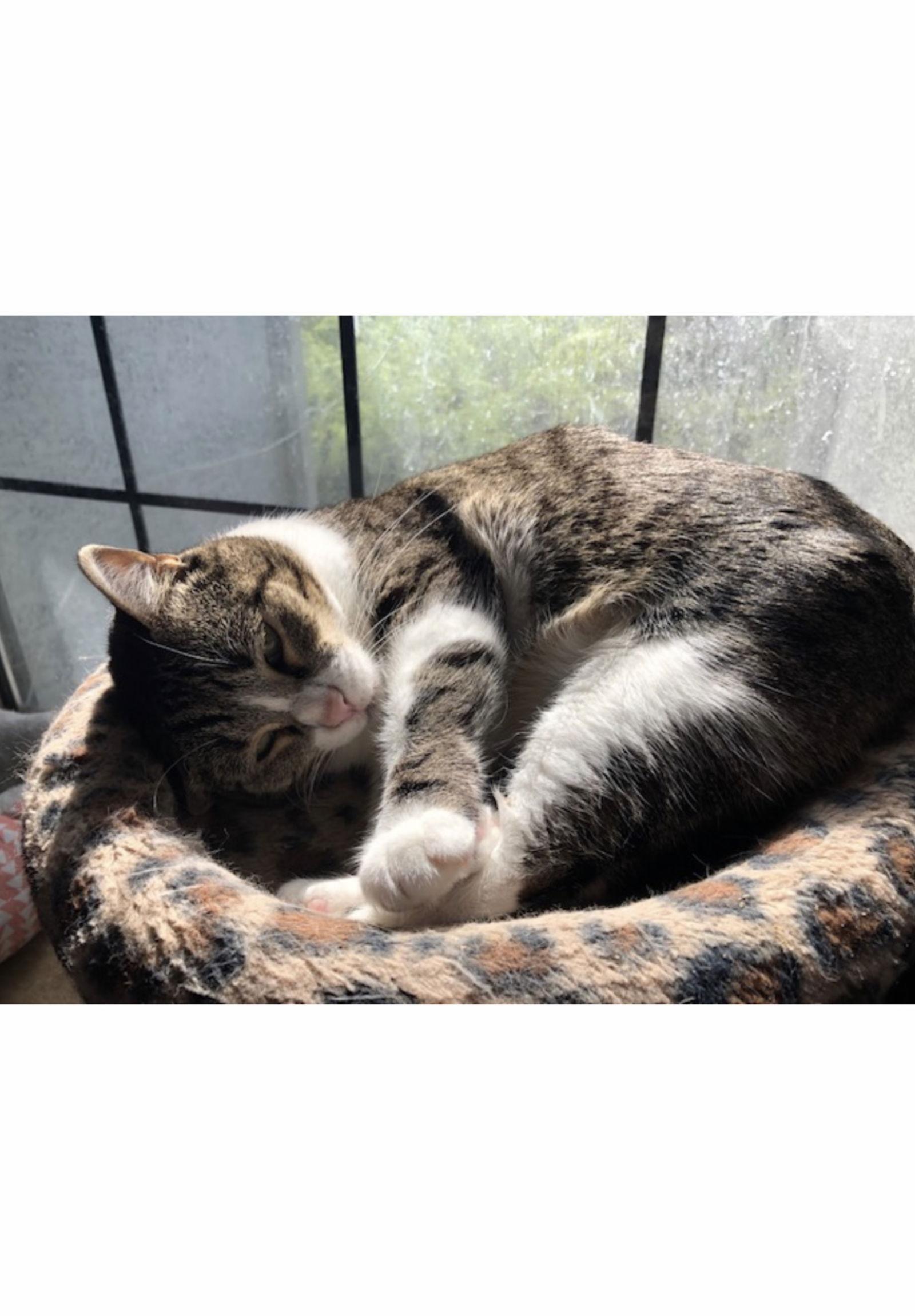 Mattie - Courtesy Post, a Adoptable mixed breed in Euless, TX image 2/2