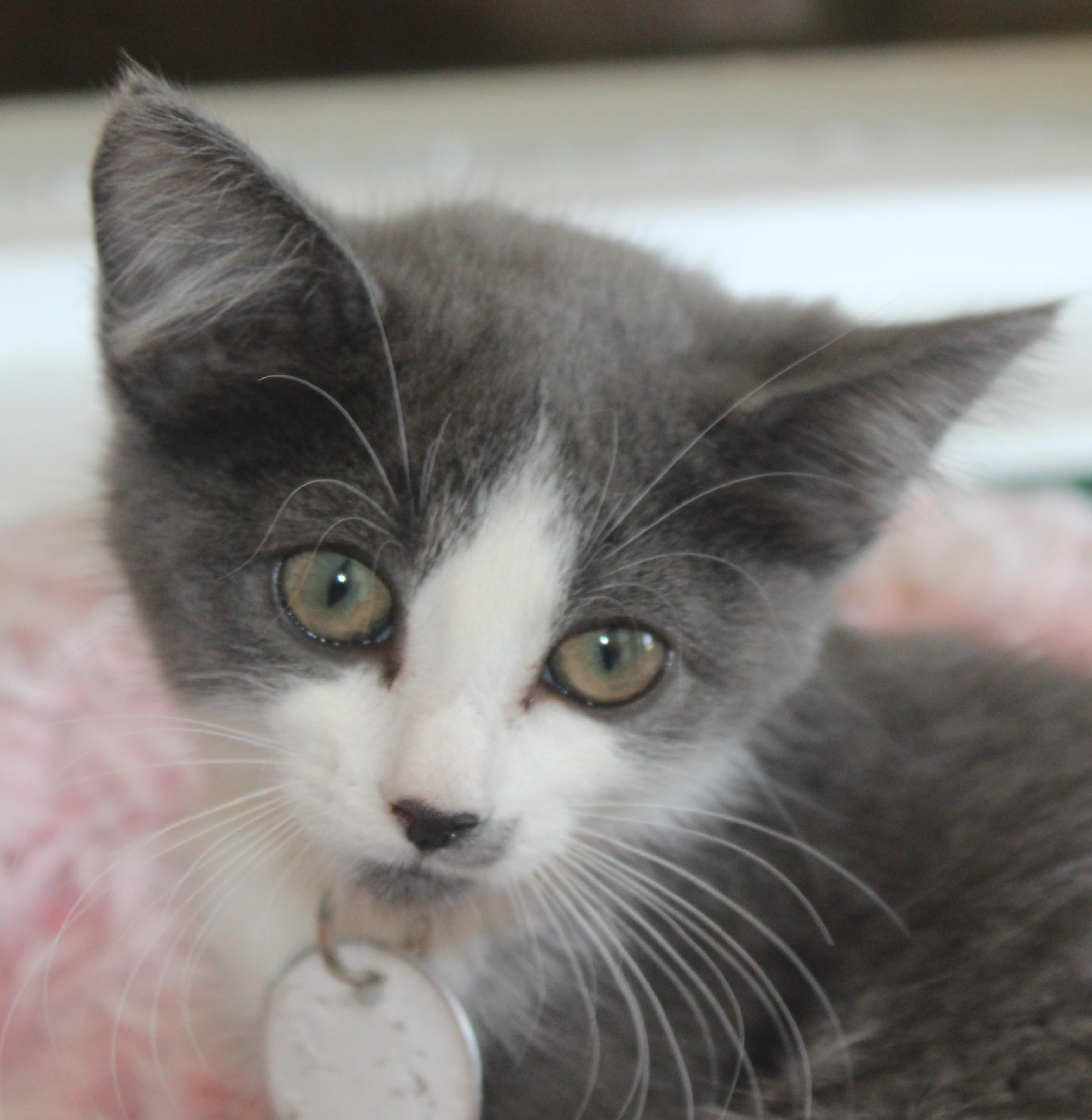 Biscuit, an adopted mixed breed in Huron, SD image 1/4
