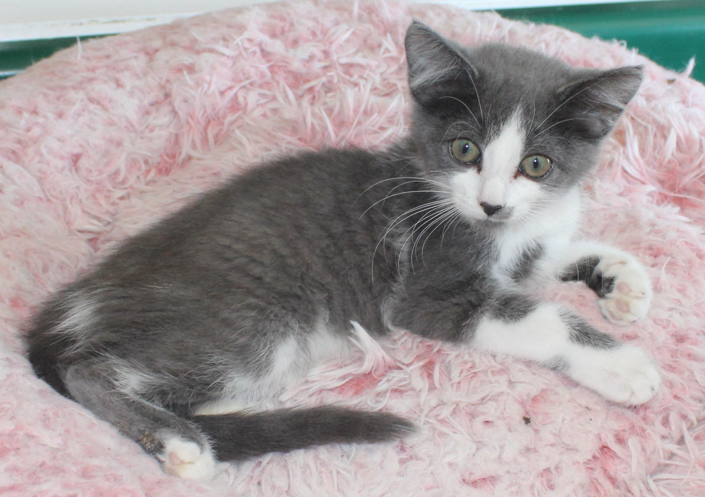 Biscuit, an adopted mixed breed in Huron, SD image 4/4