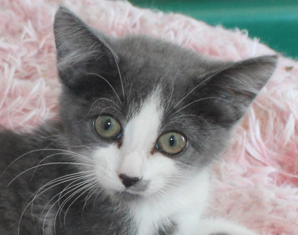 Biscuit, an adopted mixed breed in Huron, SD image 3/4