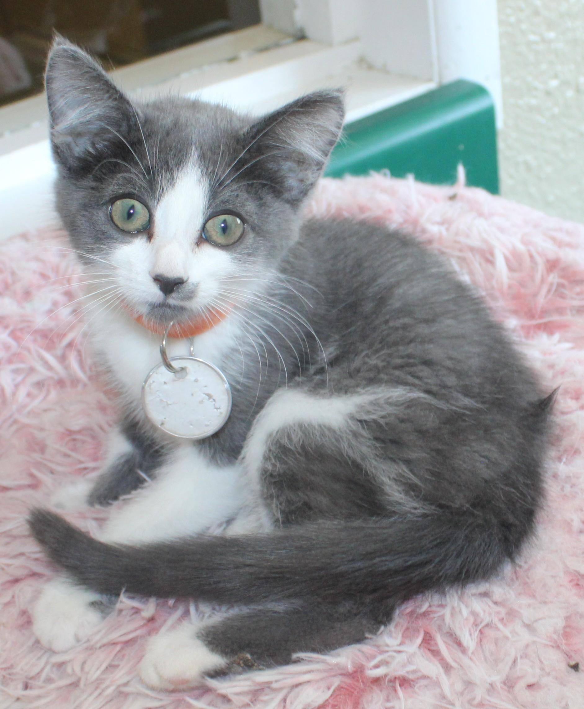 Biscuit, an adopted mixed breed in Huron, SD image 2/4