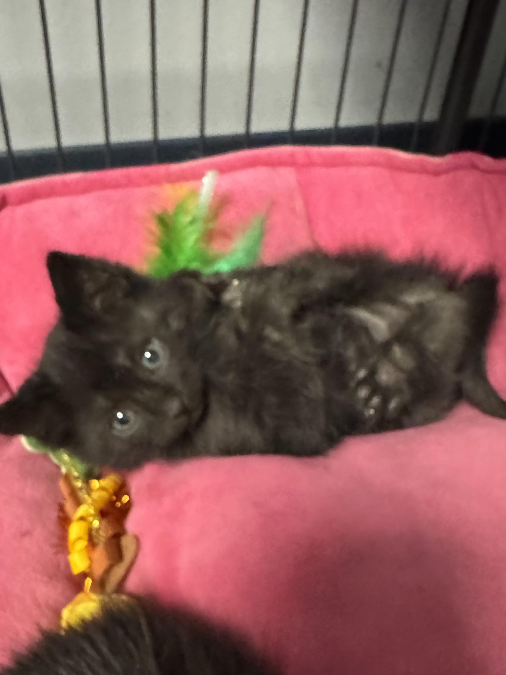 Elf, a ADOPTABLE mixed breed in Valley Center, KS image 1/4