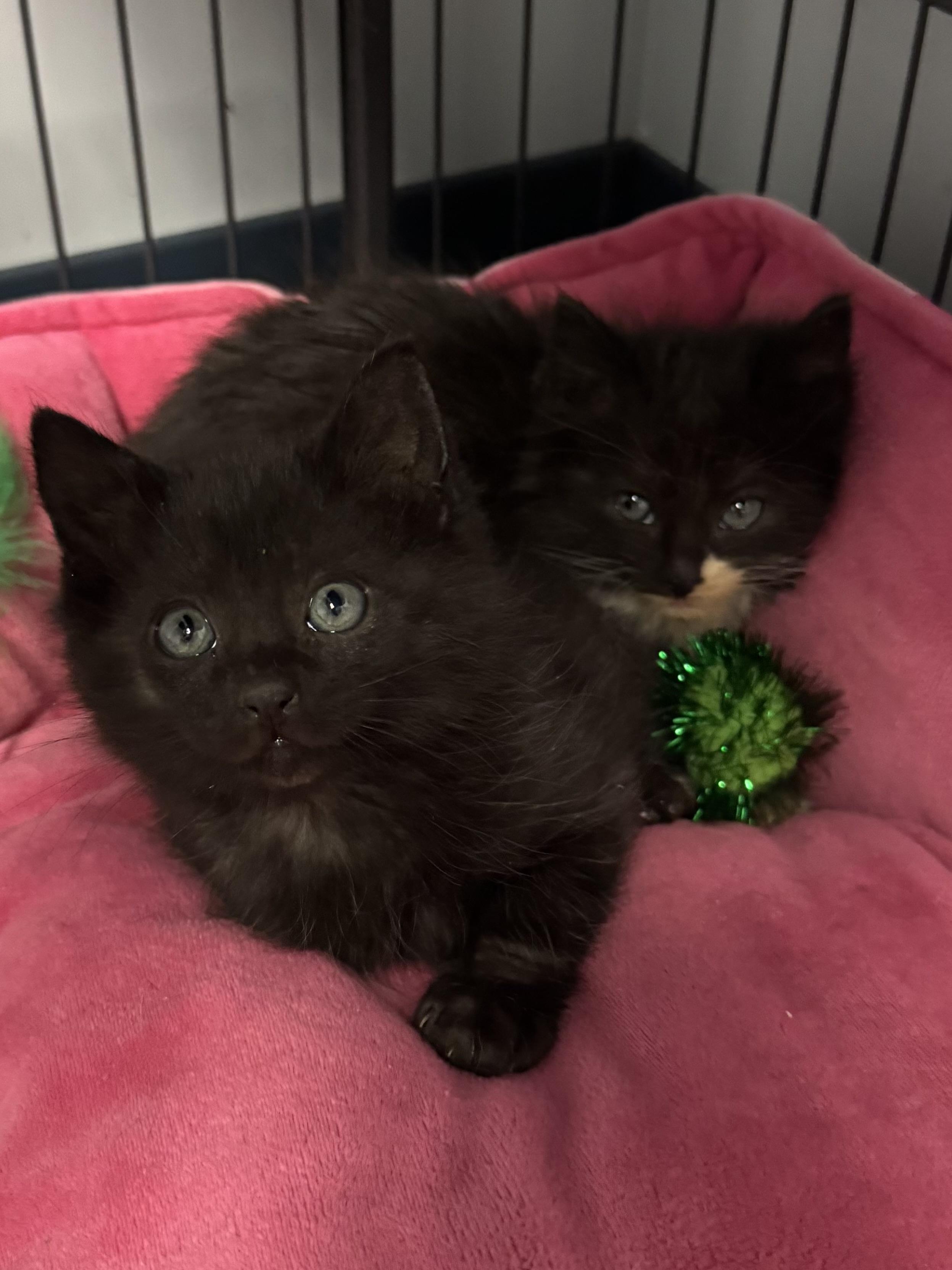 Elf, a ADOPTABLE mixed breed in Valley Center, KS image 2/4