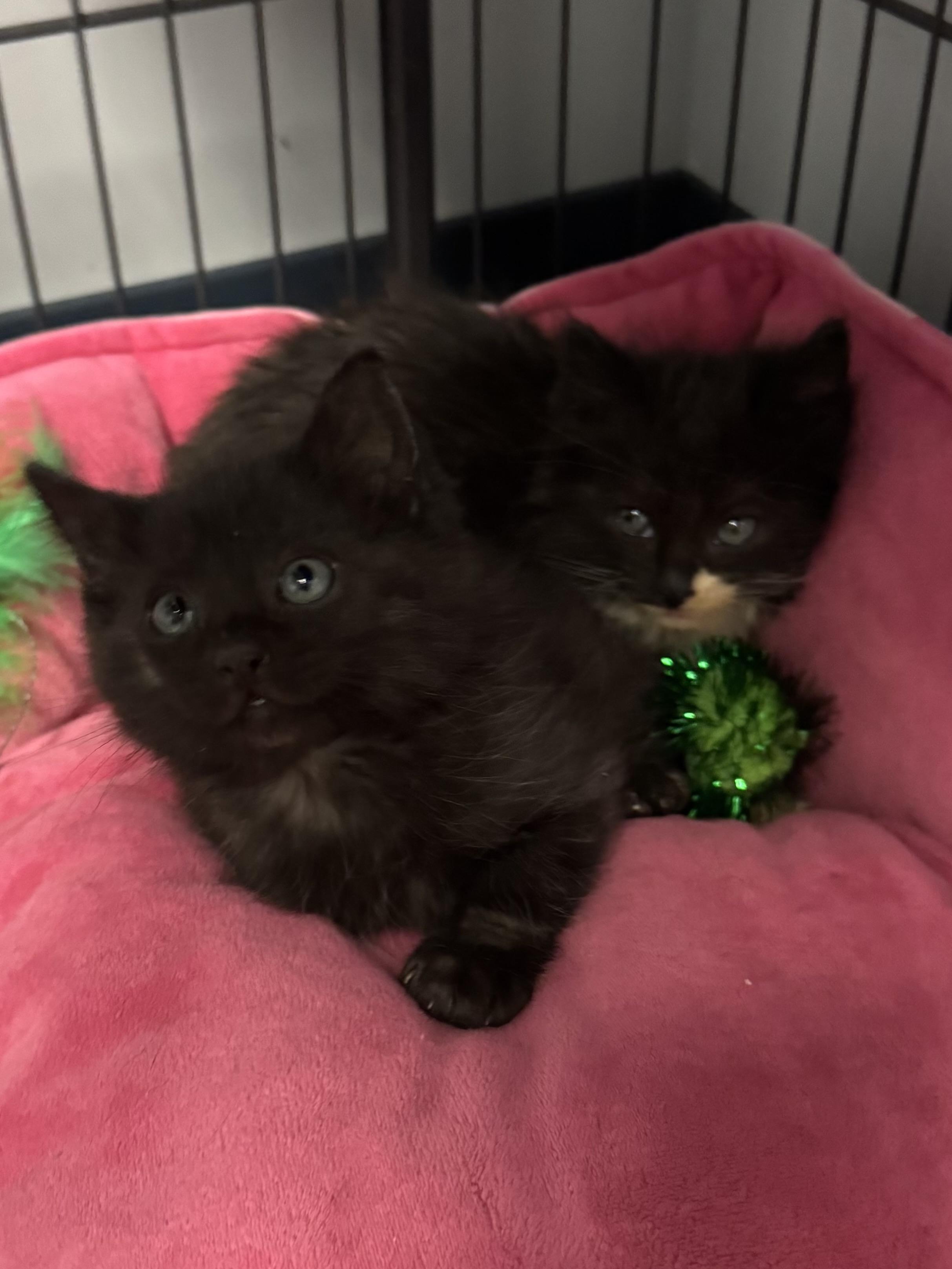 Elf, a ADOPTABLE mixed breed in Valley Center, KS image 3/4