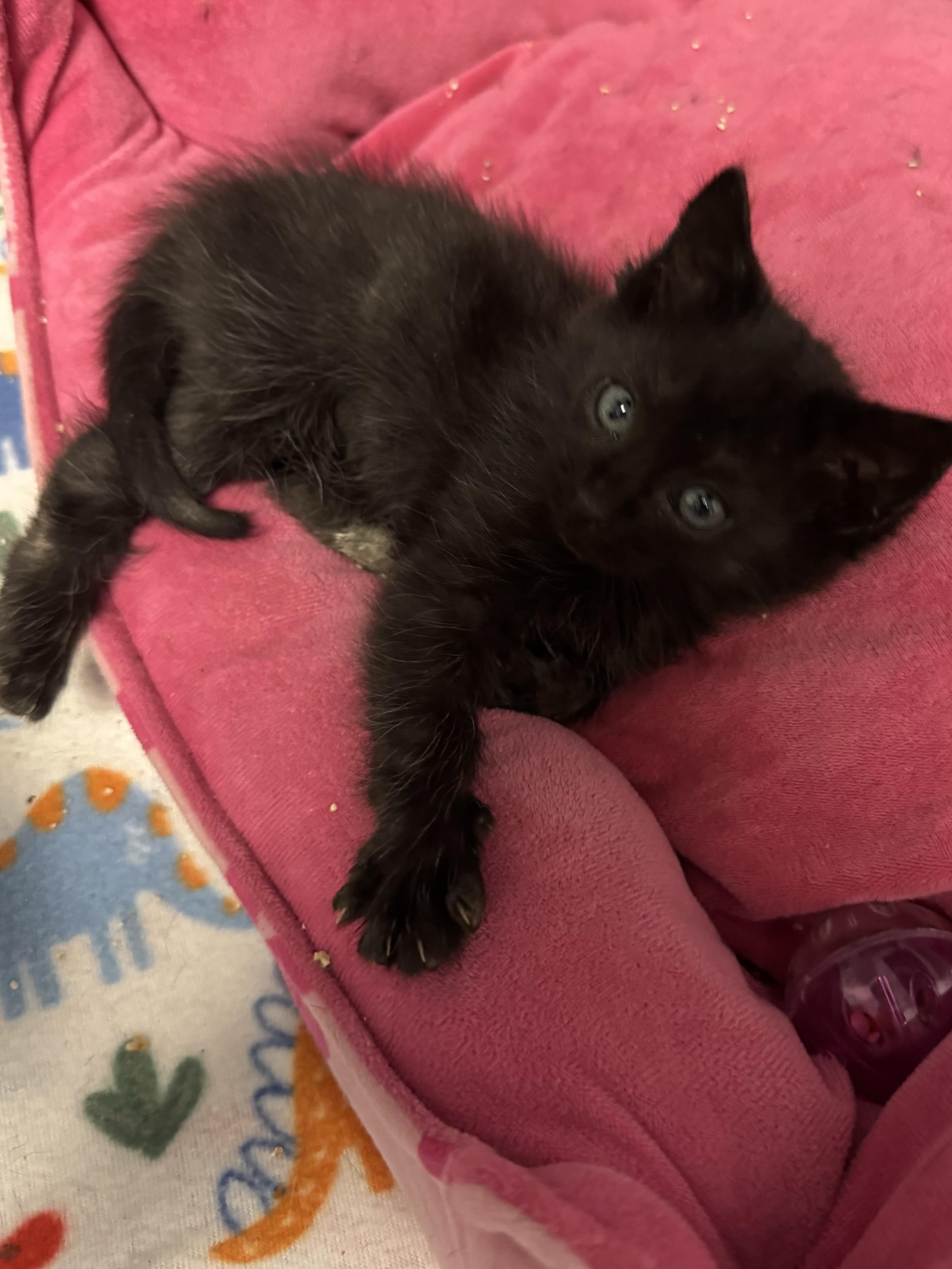 Elf, a ADOPTABLE mixed breed in Valley Center, KS image 4/4