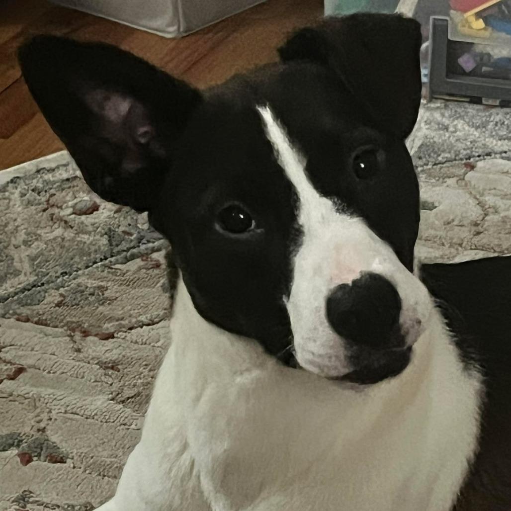 Enlarge Harley (FKA Tiana), a Adoptable Mixed Breed in Clarksville, TN image 1/6