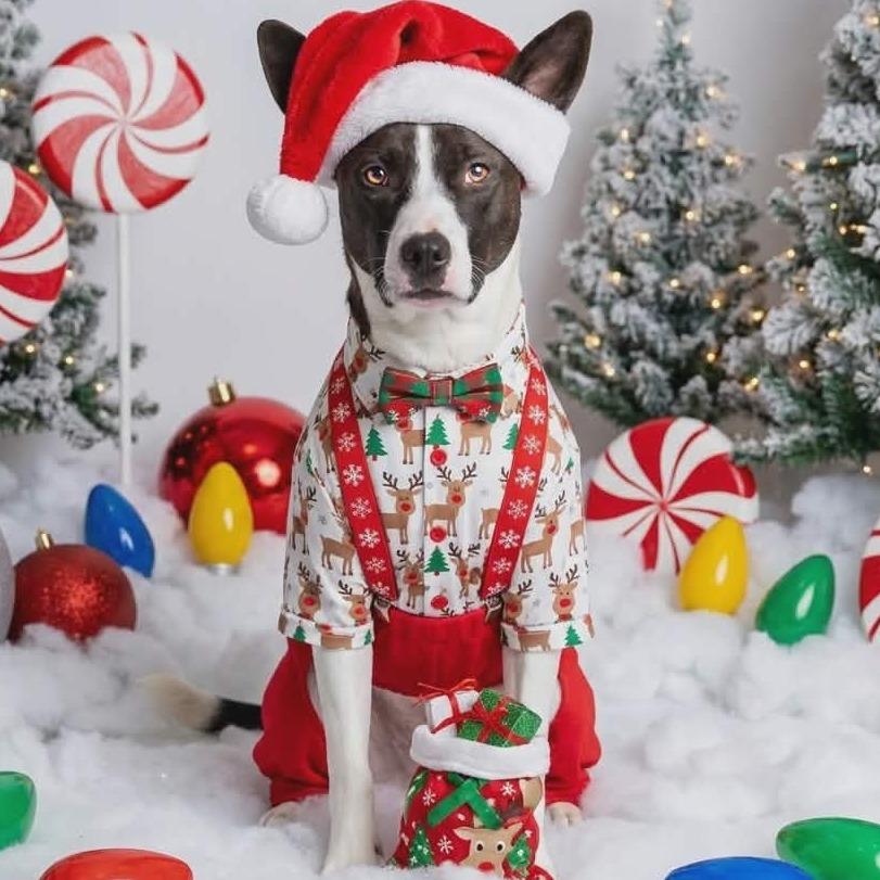 Enlarge Harley (FKA Tiana), a Adoptable Mixed Breed in Clarksville, TN image 2/6