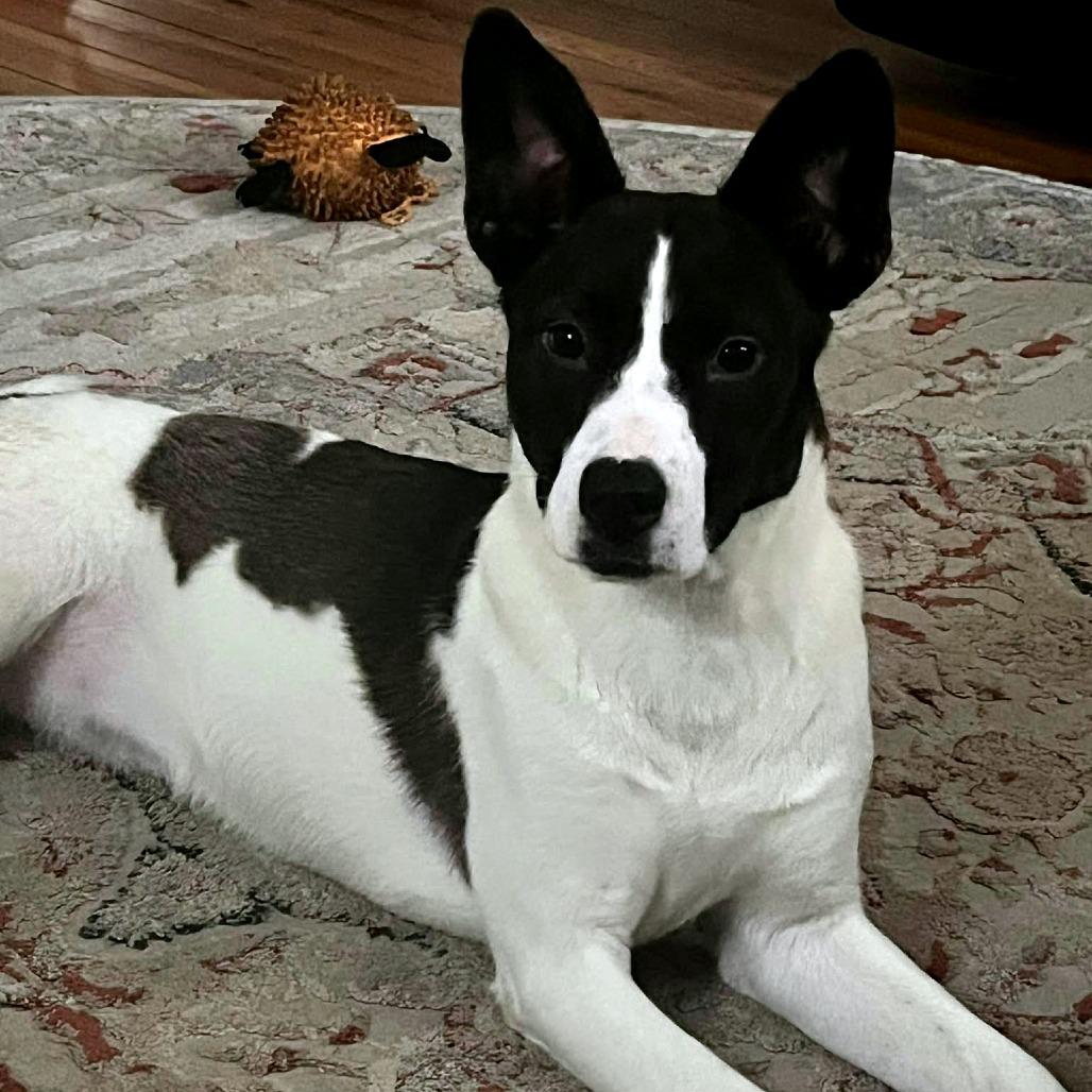 Enlarge Harley (FKA Tiana), a Adoptable Mixed Breed in Clarksville, TN image 3/6