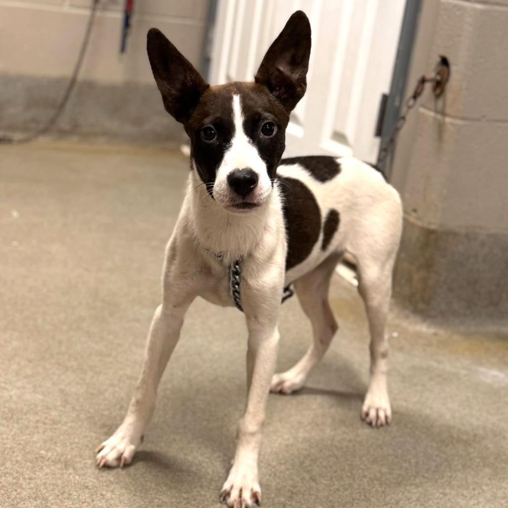 Enlarge Harley (FKA Tiana), a Adoptable Mixed Breed in Clarksville, TN image 4/6