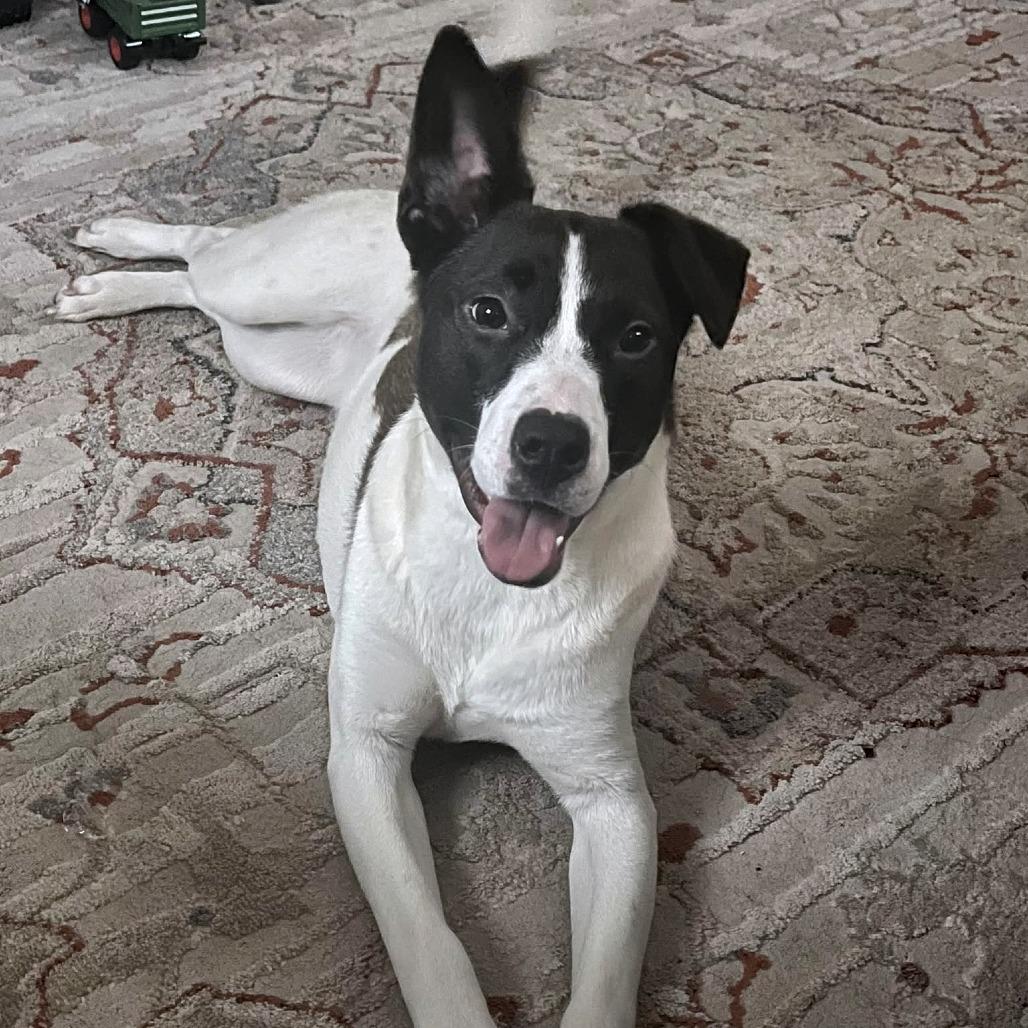 Enlarge Harley (FKA Tiana), a Adoptable Mixed Breed in Clarksville, TN image 5/6