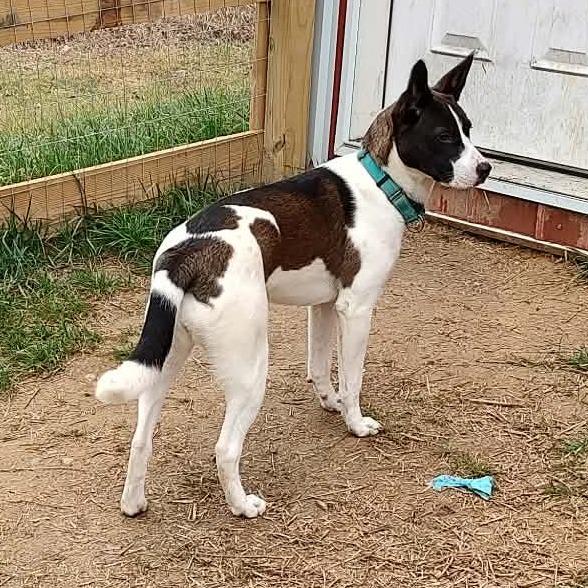 Enlarge Harley (FKA Tiana), a Adoptable Mixed Breed in Clarksville, TN image 5/6