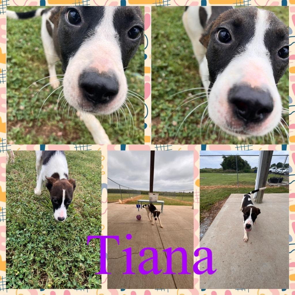 Enlarge Harley (FKA Tiana), a Adoptable Mixed Breed in Clarksville, TN image 6/6