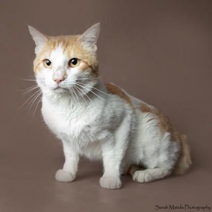Enlarge Paddy , a ADOPTABLE Domestic Short Hair in Edgewood, NM image 1/1