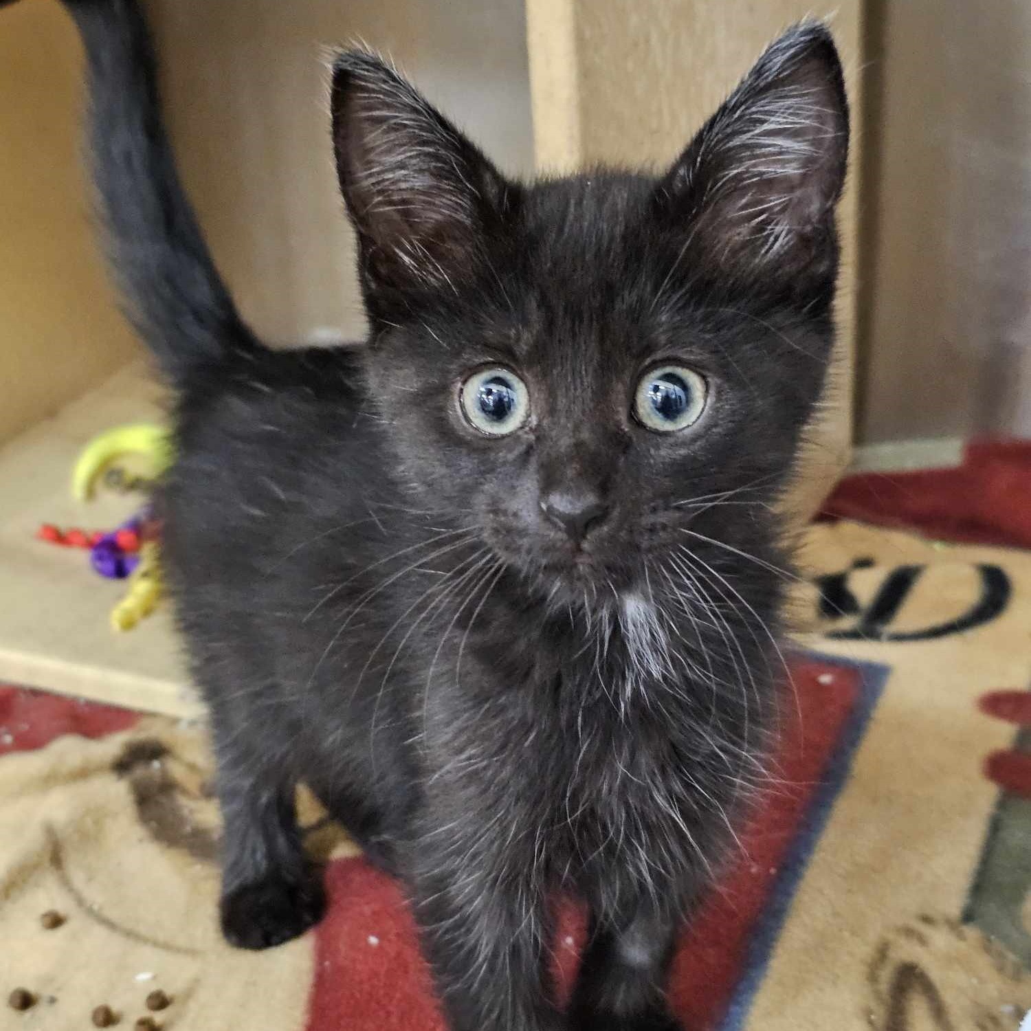 Cat for adoption Ali *Meet me at Burnsville PetSmart*, a Domestic