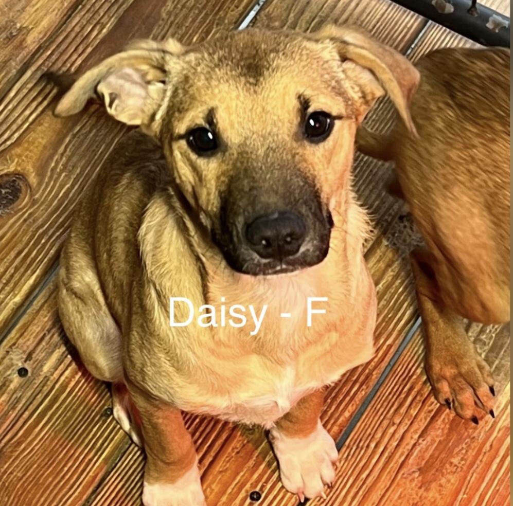 Enlarge Daisy, a Adoptable mixed breed in Parma, OH image 1/1