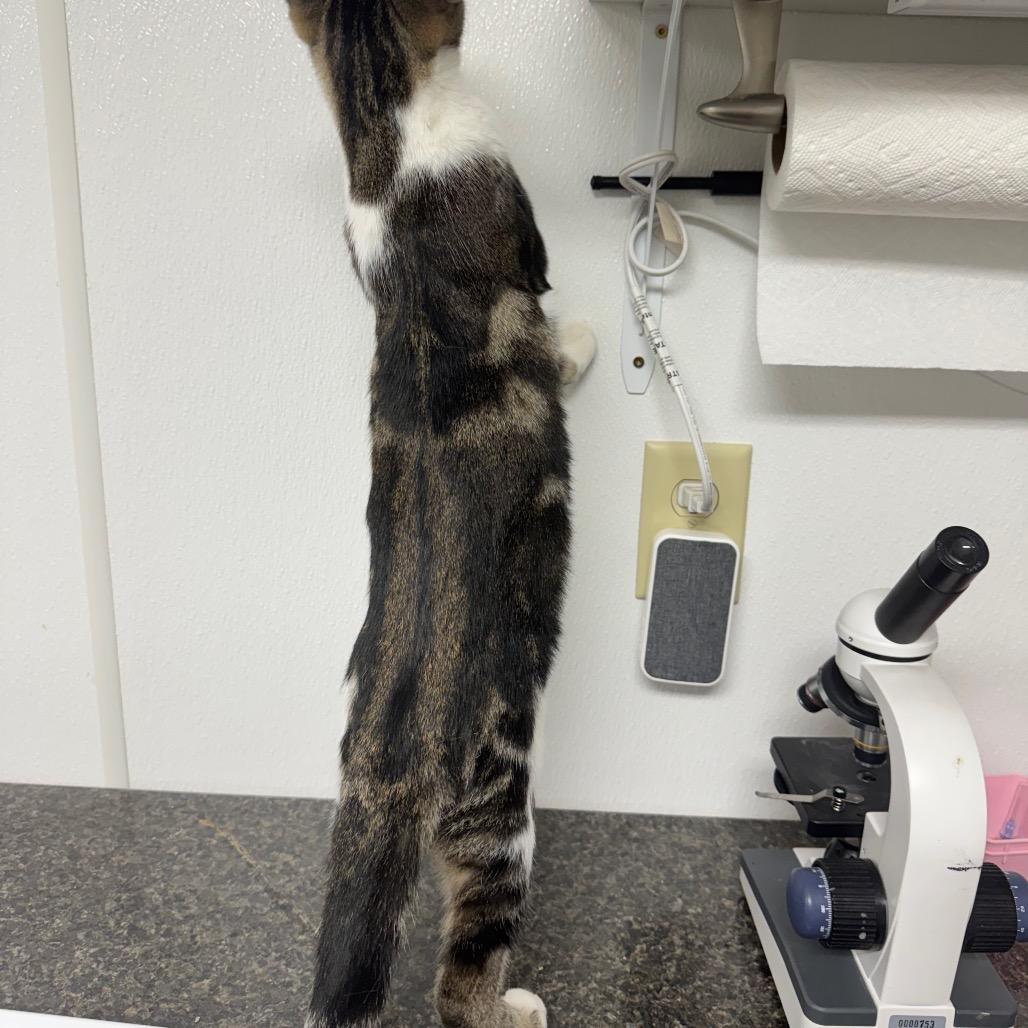 String Cheese, Adoptable, Kitten Female Domestic Short Hair.