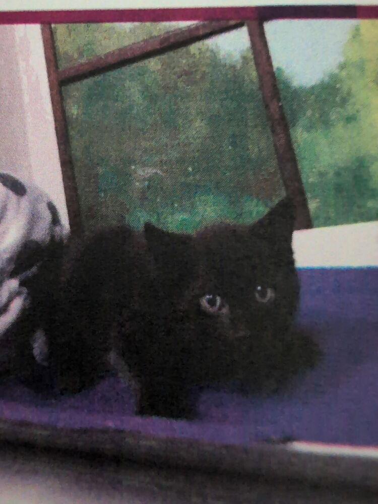 Phyllis, Adoptable, Kitten Female Domestic Short Hair.