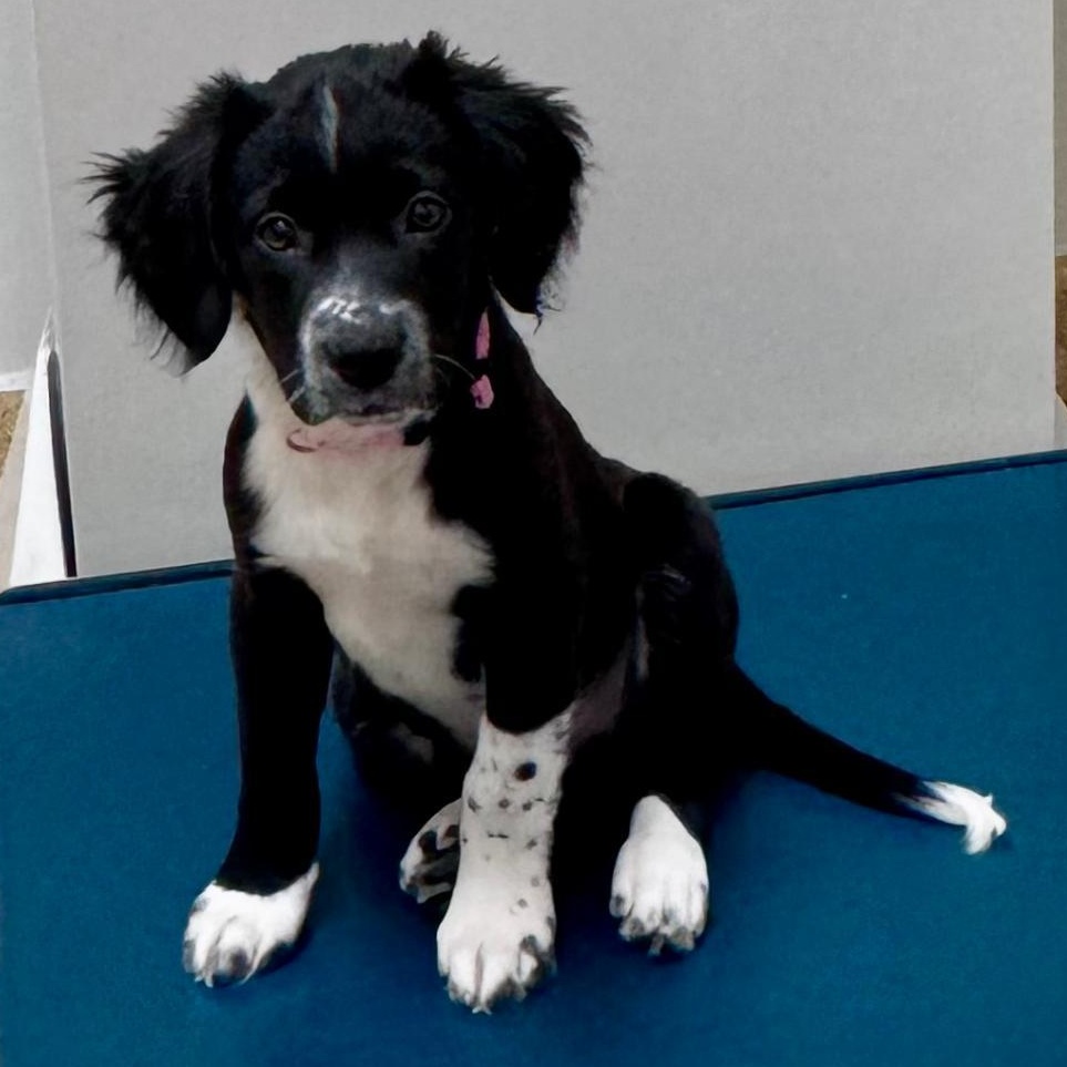 Enlarge Geneva Lake, an adopted Mixed Breed in Racine, WI image 2/3