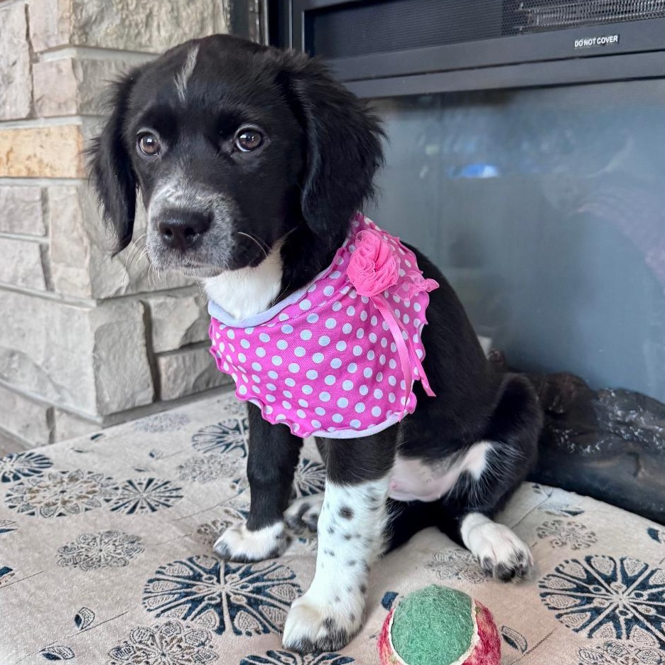 Enlarge Geneva Lake, an adopted Mixed Breed in Racine, WI image 3/3